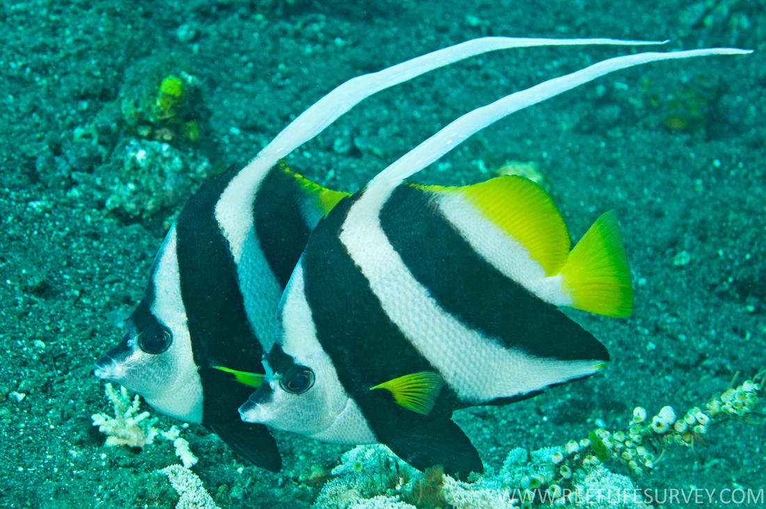 Black & White Heniochus Butterflyfish - 3.5 inch