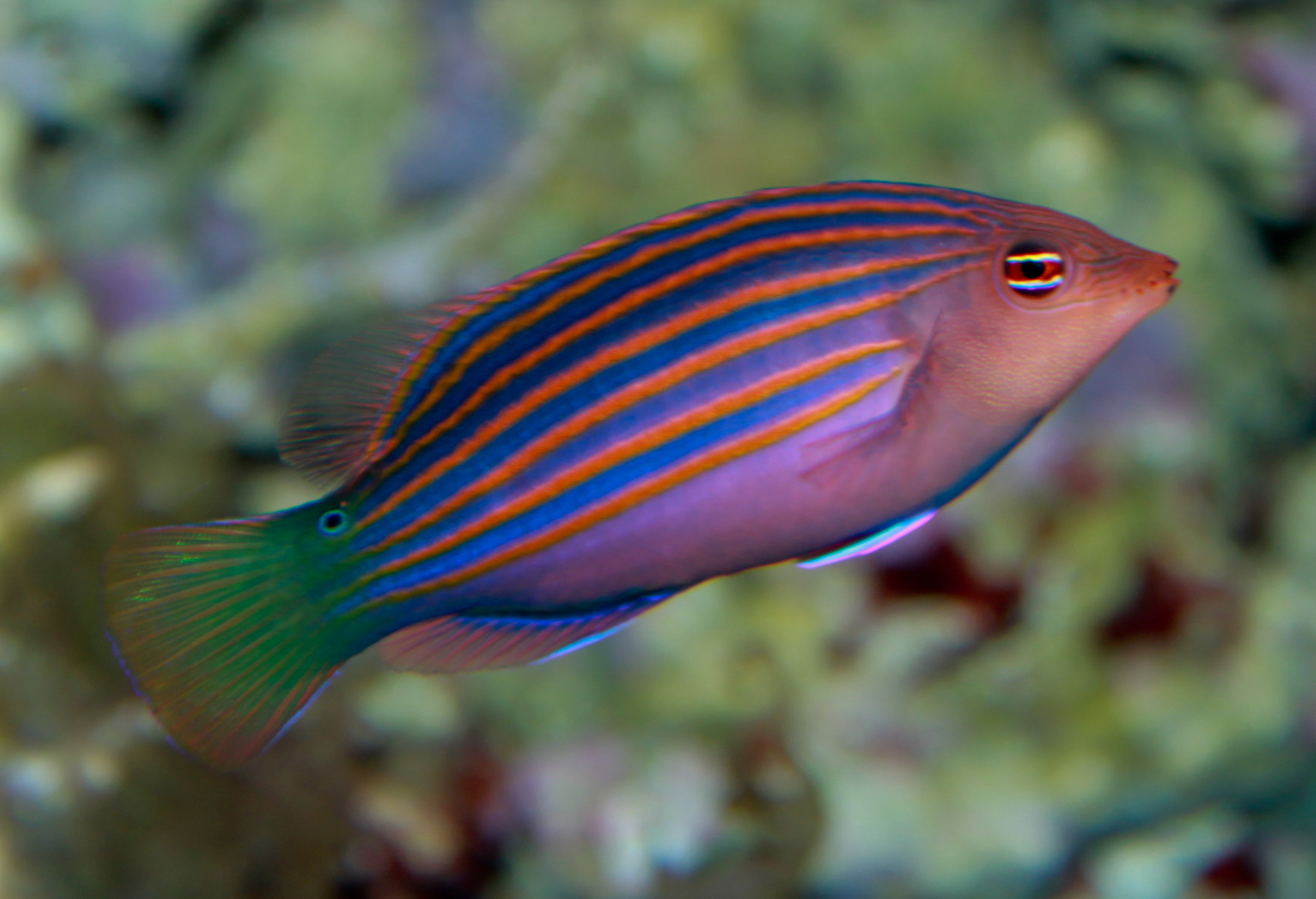 Sixline Wrasse