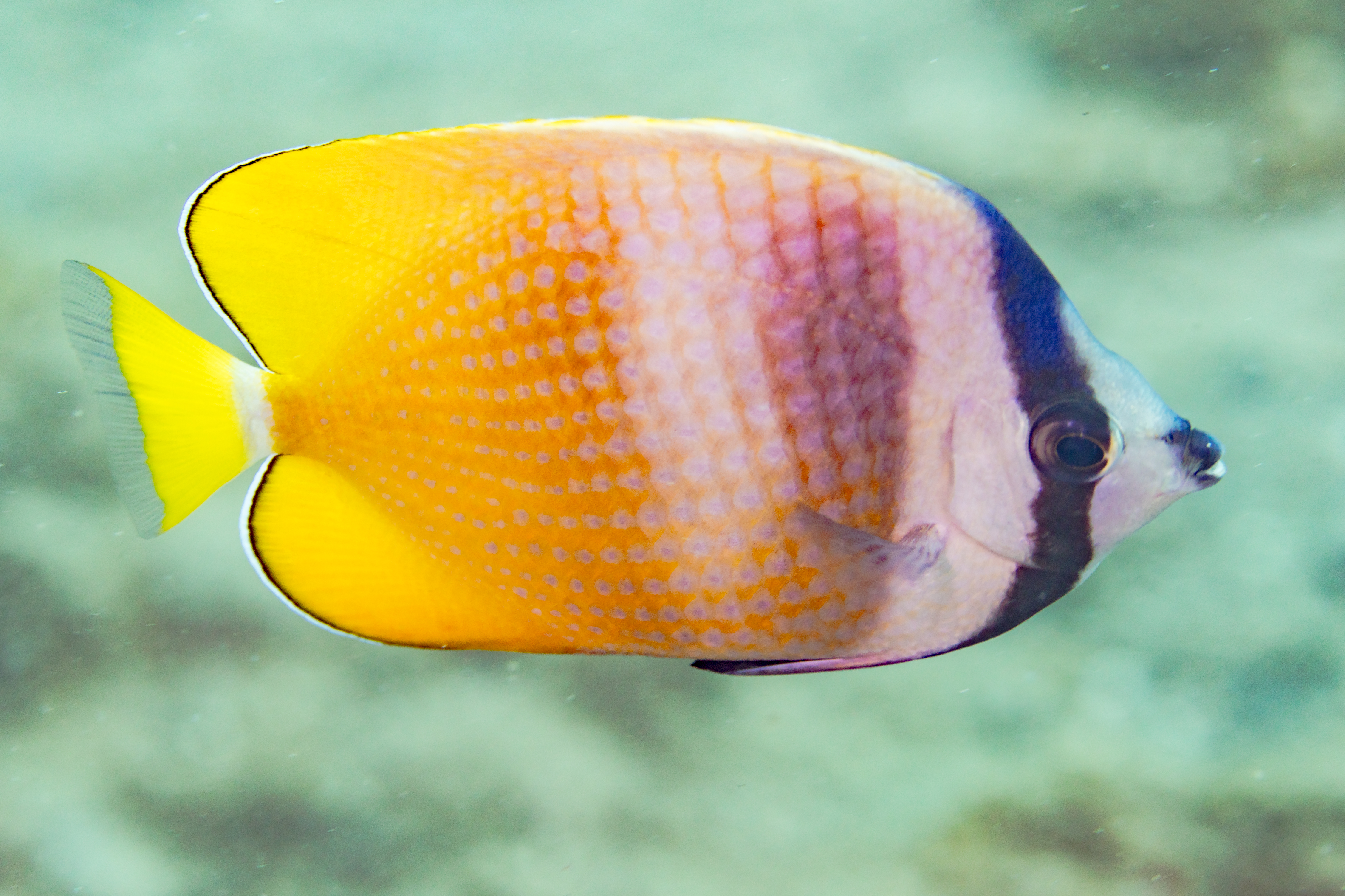 Kleins Butterflyfish
