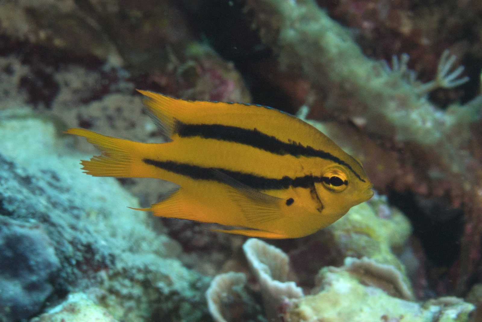 Black & Gold Chromis - 1 inch