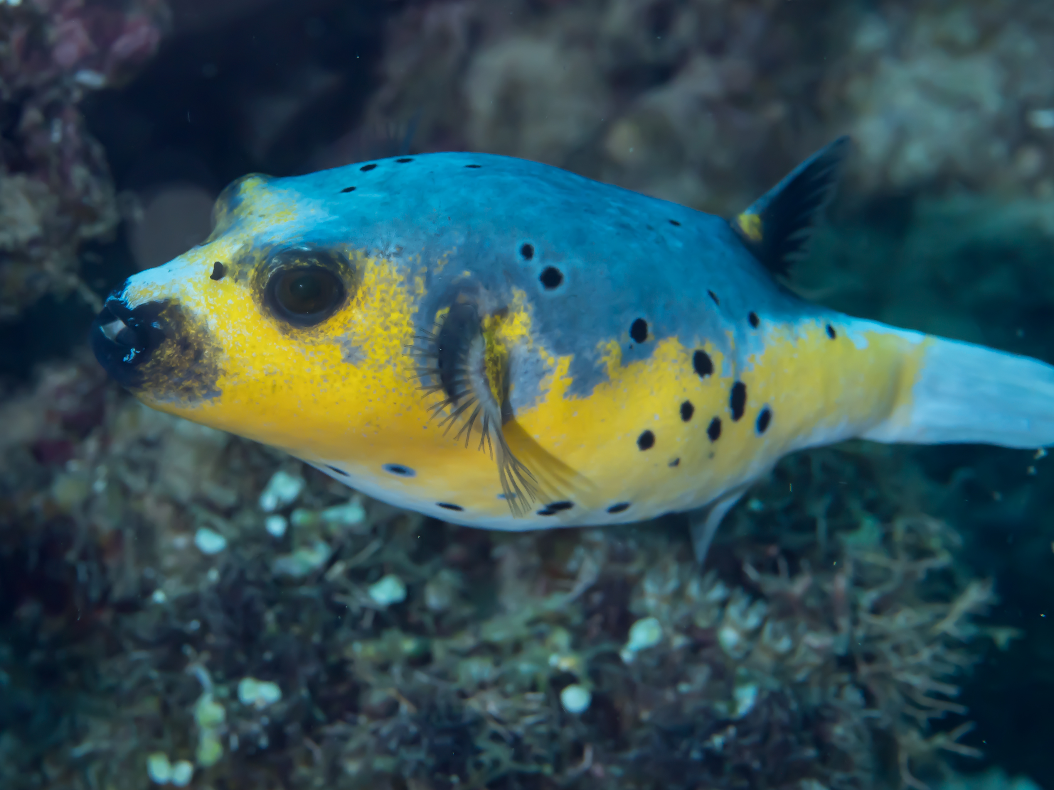 Dogface Puffer