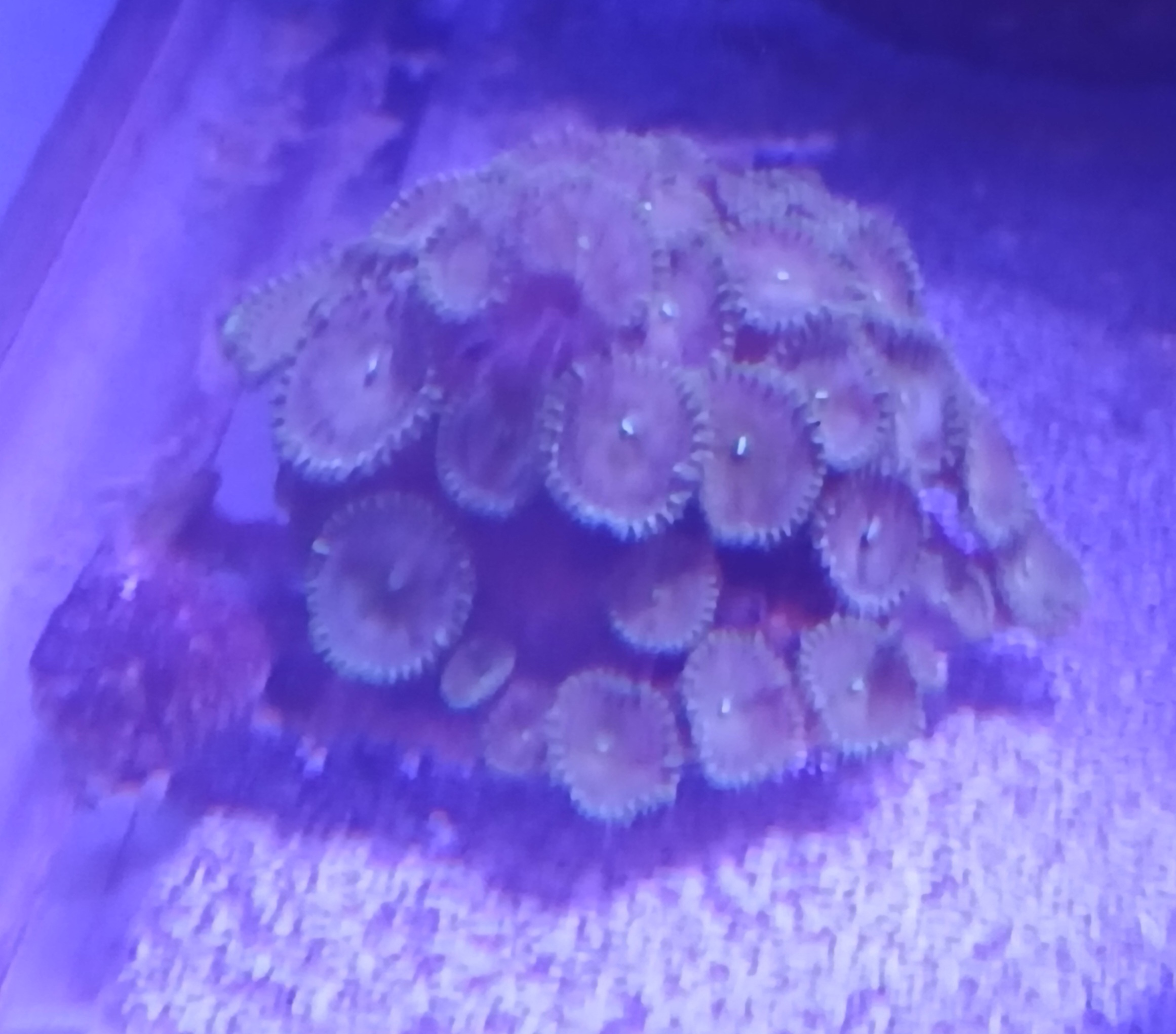 Zoanthid Coral