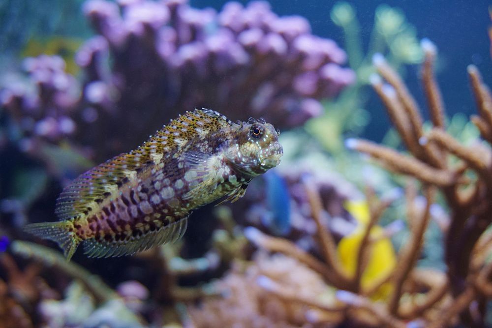 Lawnmower Blenny