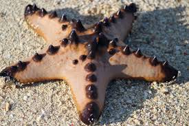 Chocolate Chip Star