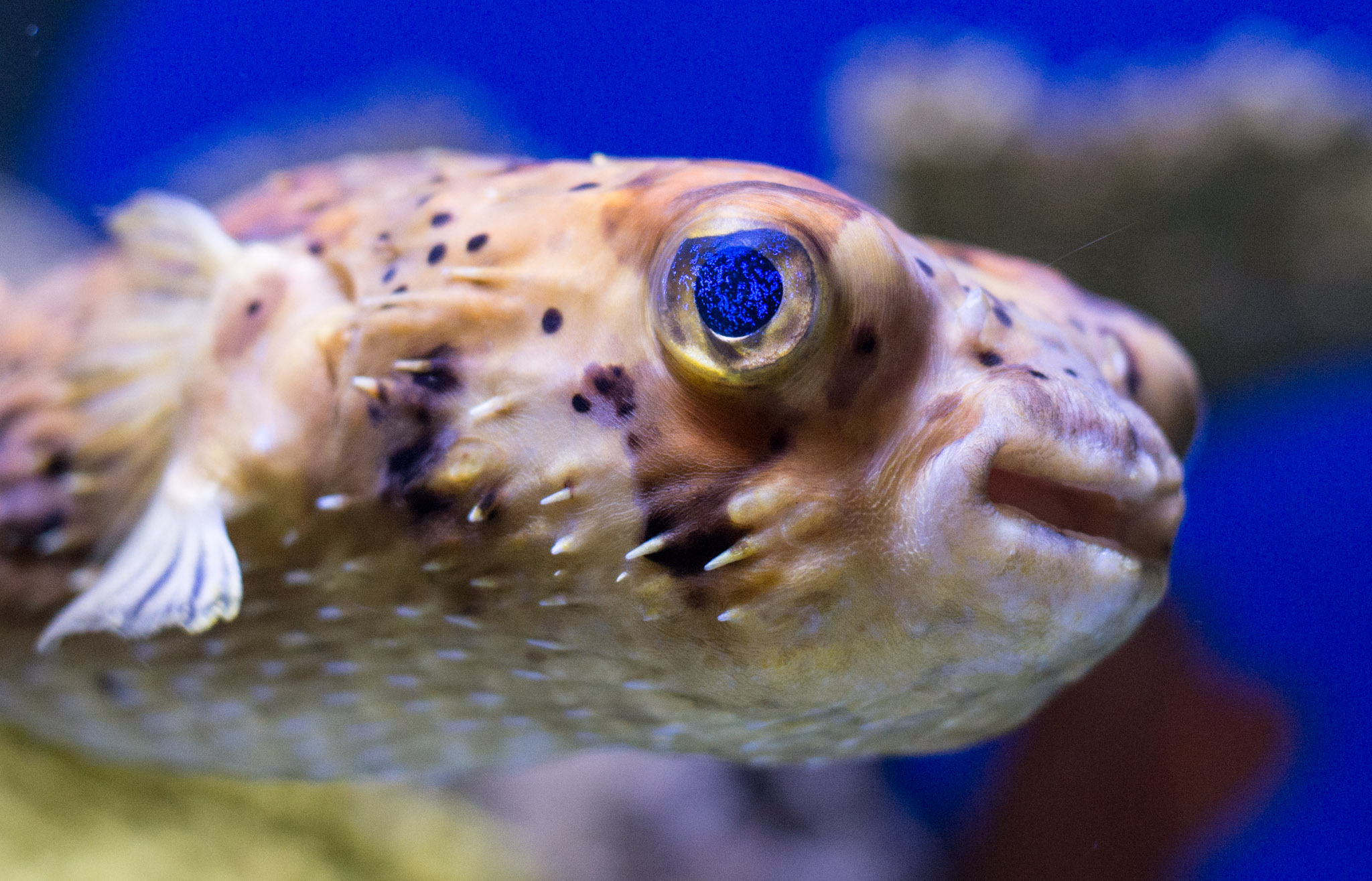 Porcupine Puffer