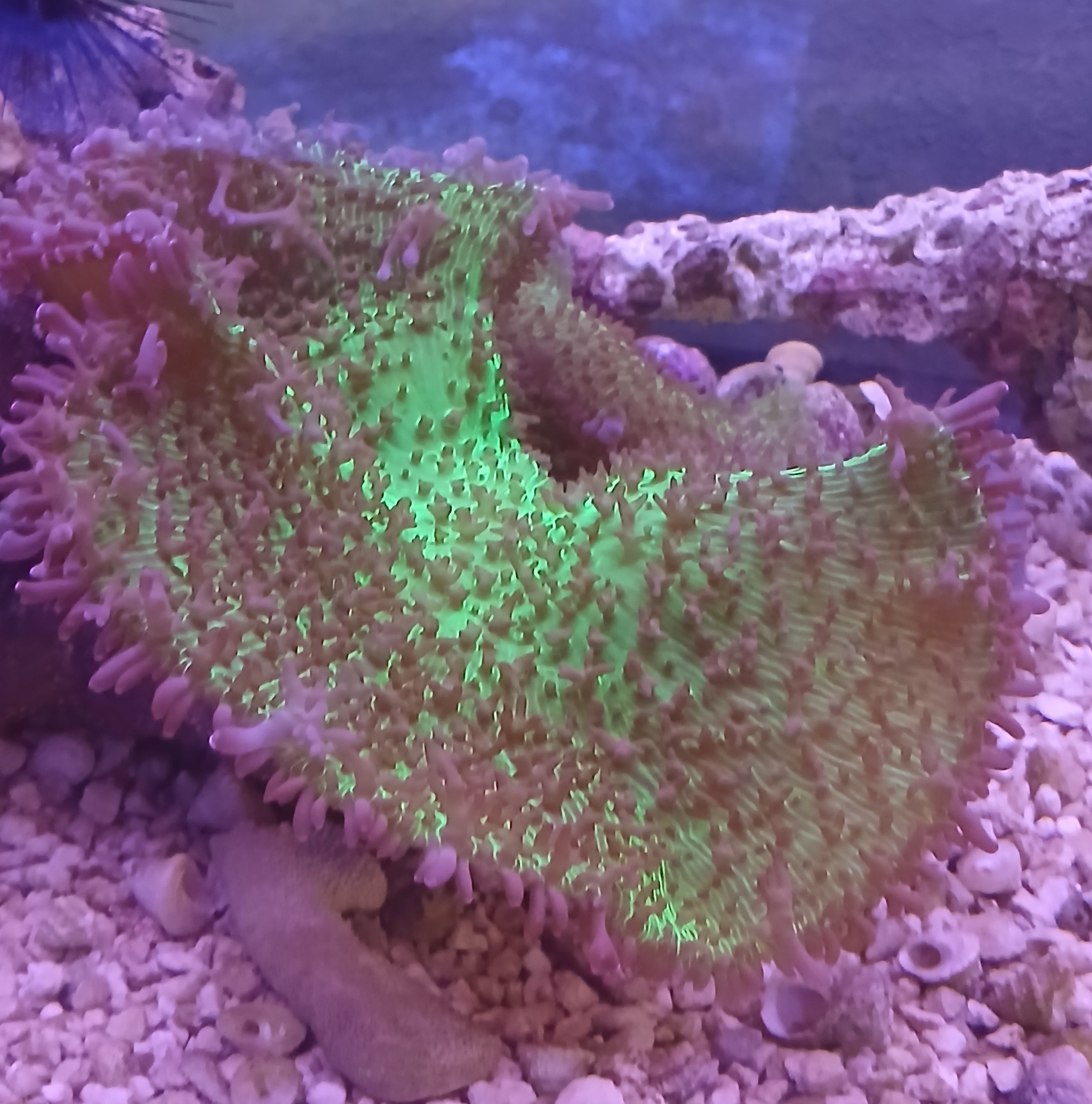  Giant Hairy Mushroom Coral