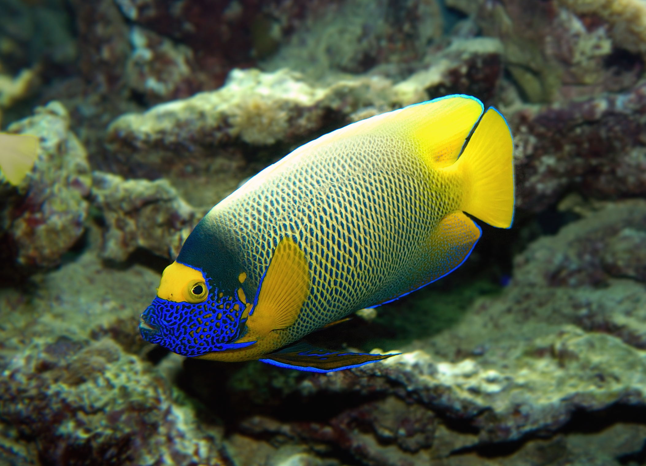Blueface Angelfish