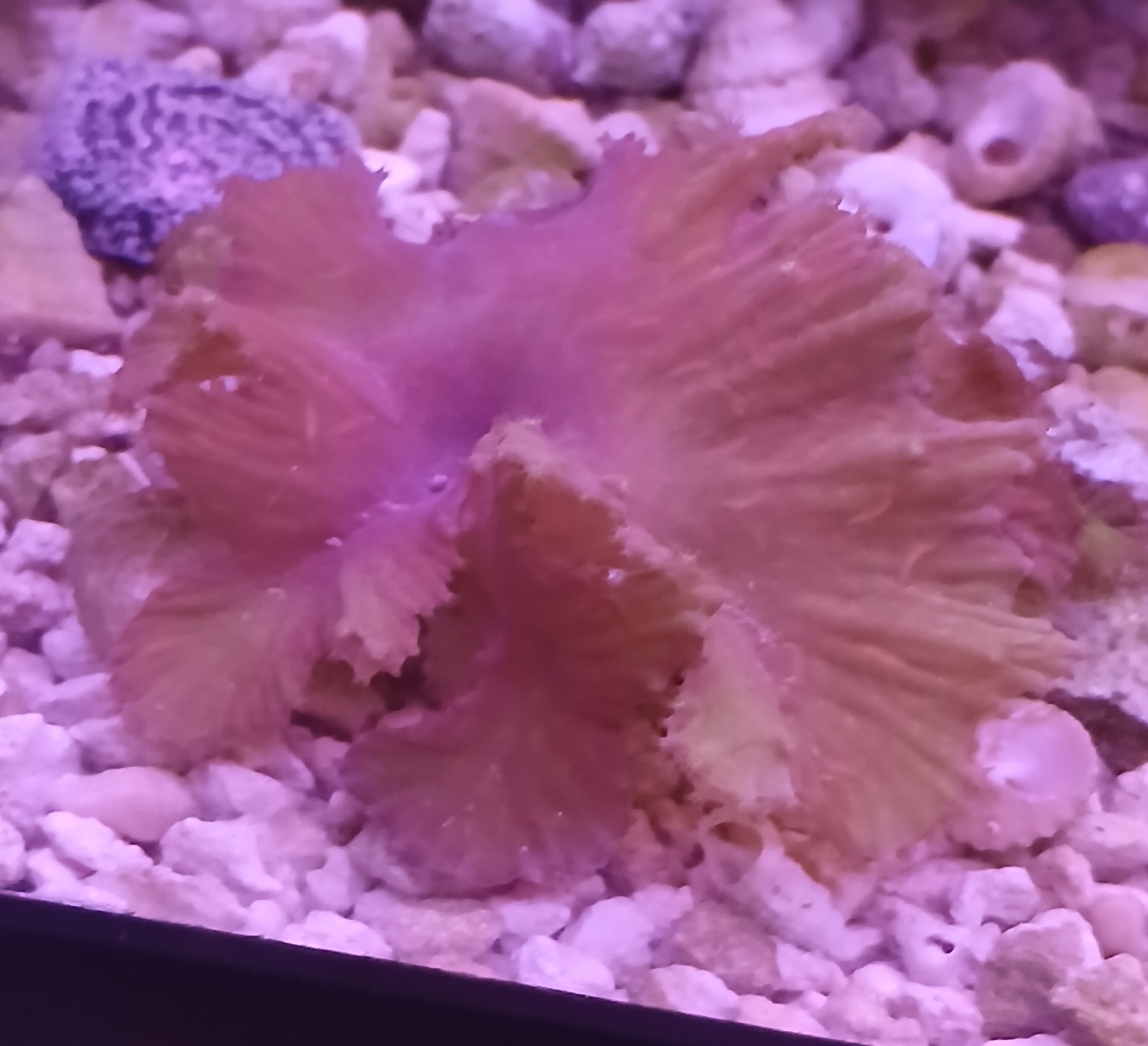 Cabbage Leather Coral