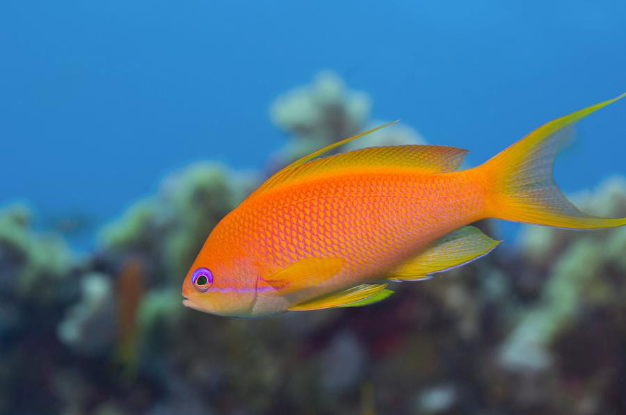 Lyretail Anthias