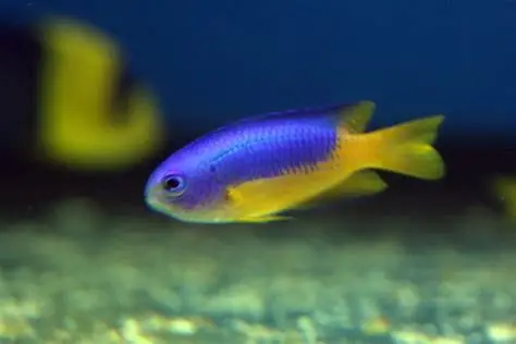 Yellow belly blue Damsel