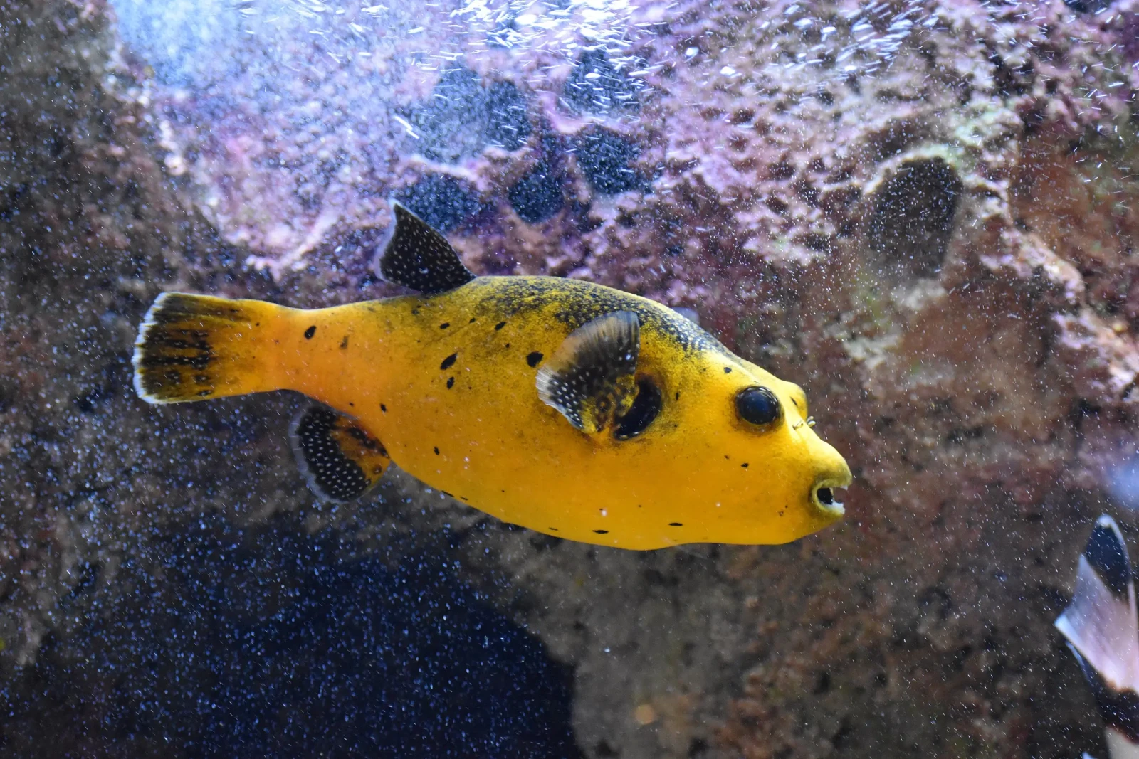Dogface Puffer