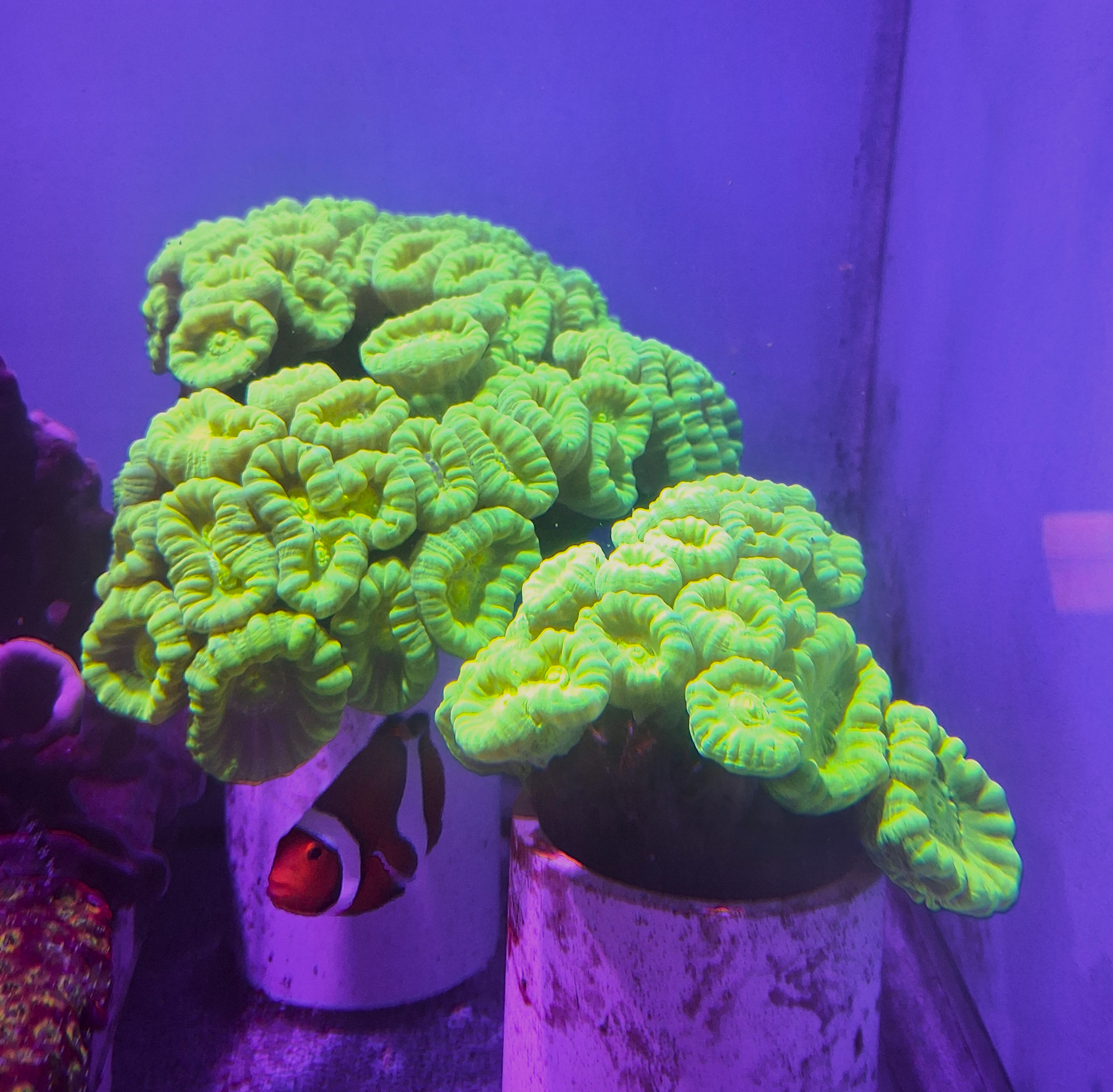 Candy Cane Coral