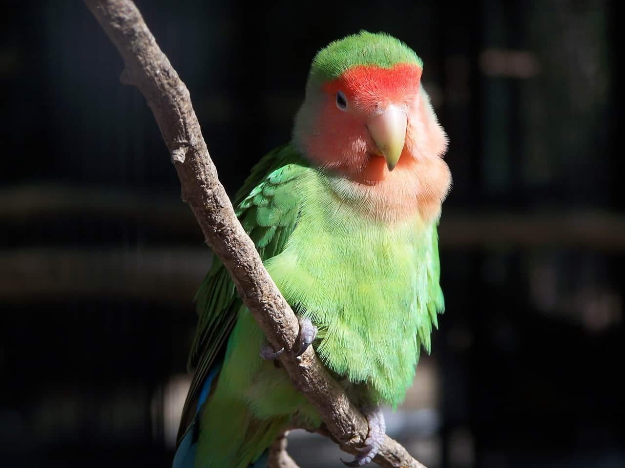 Rosy-faced/peach-faced lovebird (Agapornis roseicollis)