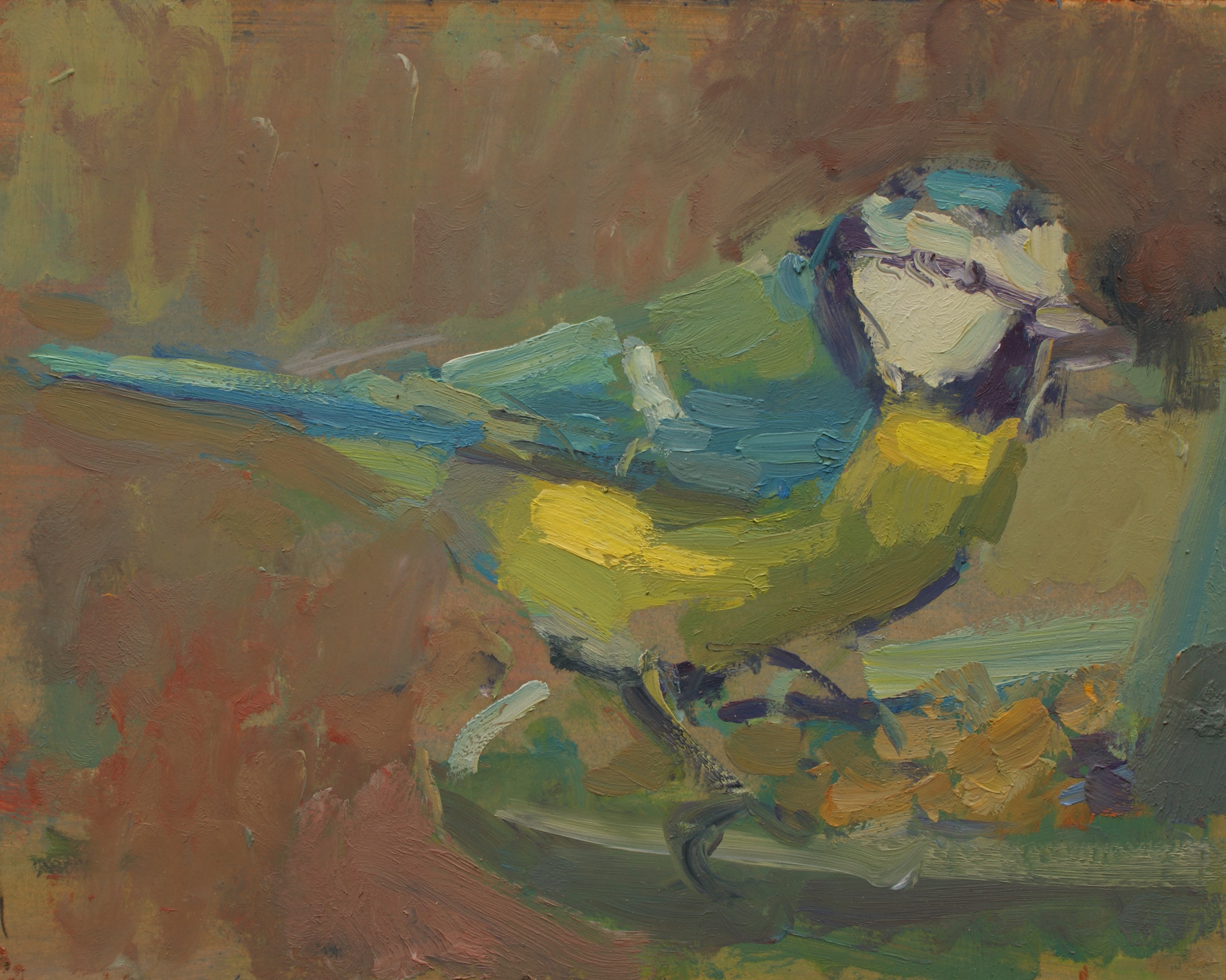 Blue Tit Feeding, Giclee Print