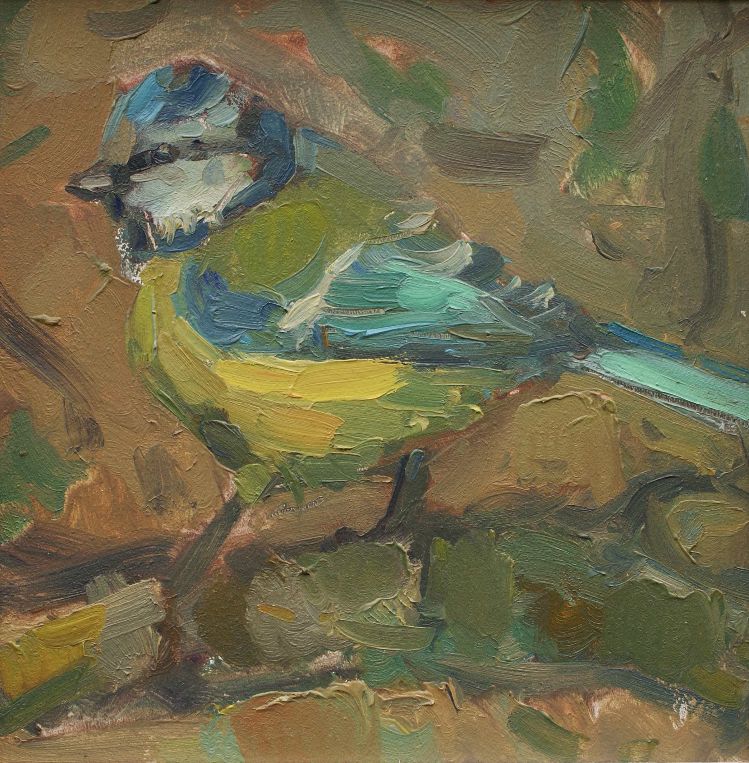 Blue Tit