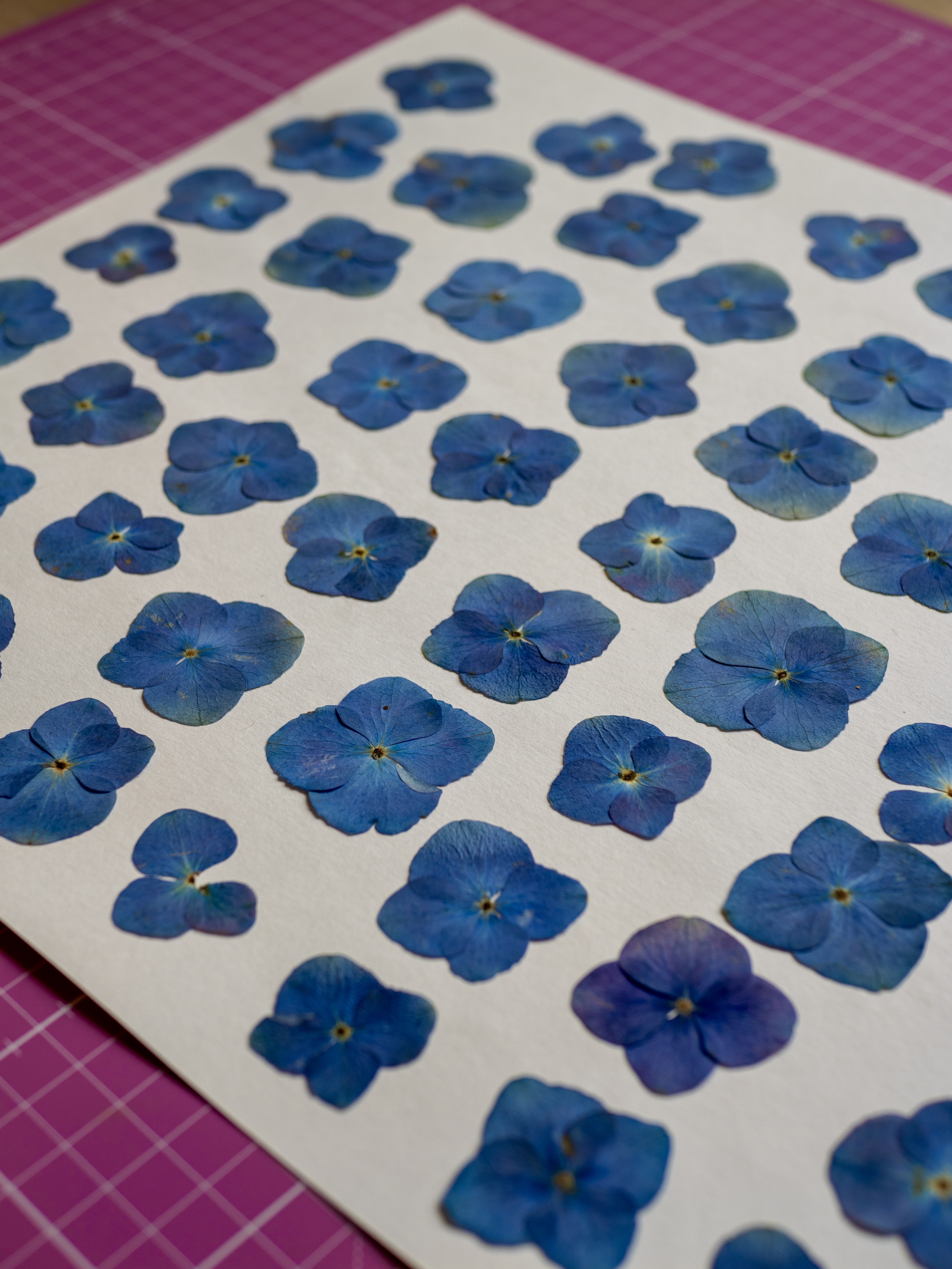 "Mandala Iodé" Herbier d'hortensias - 30 x 40 cm