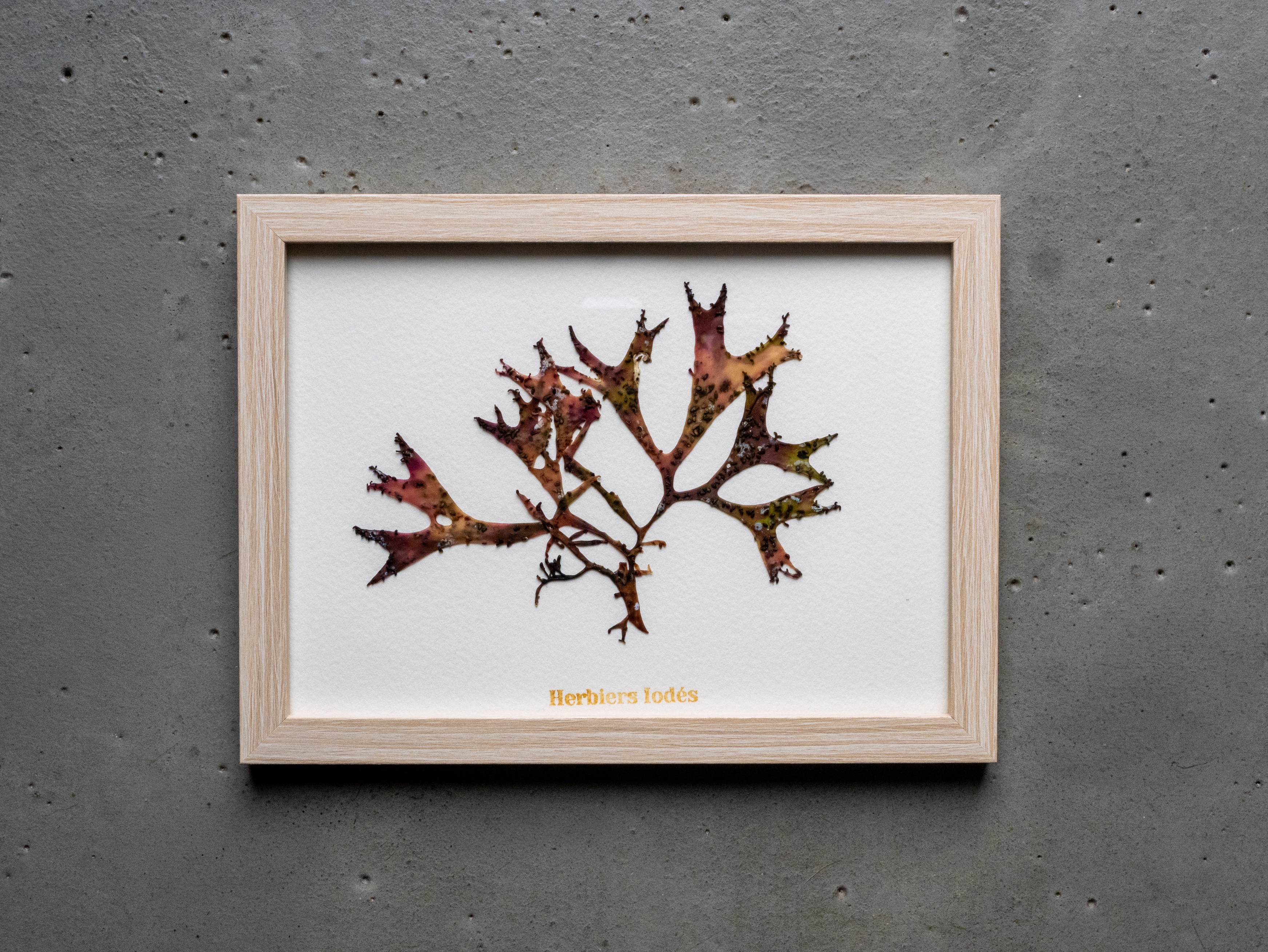 Alguier Arlequin des Mers 🎭 - Format 13 x 18 cm