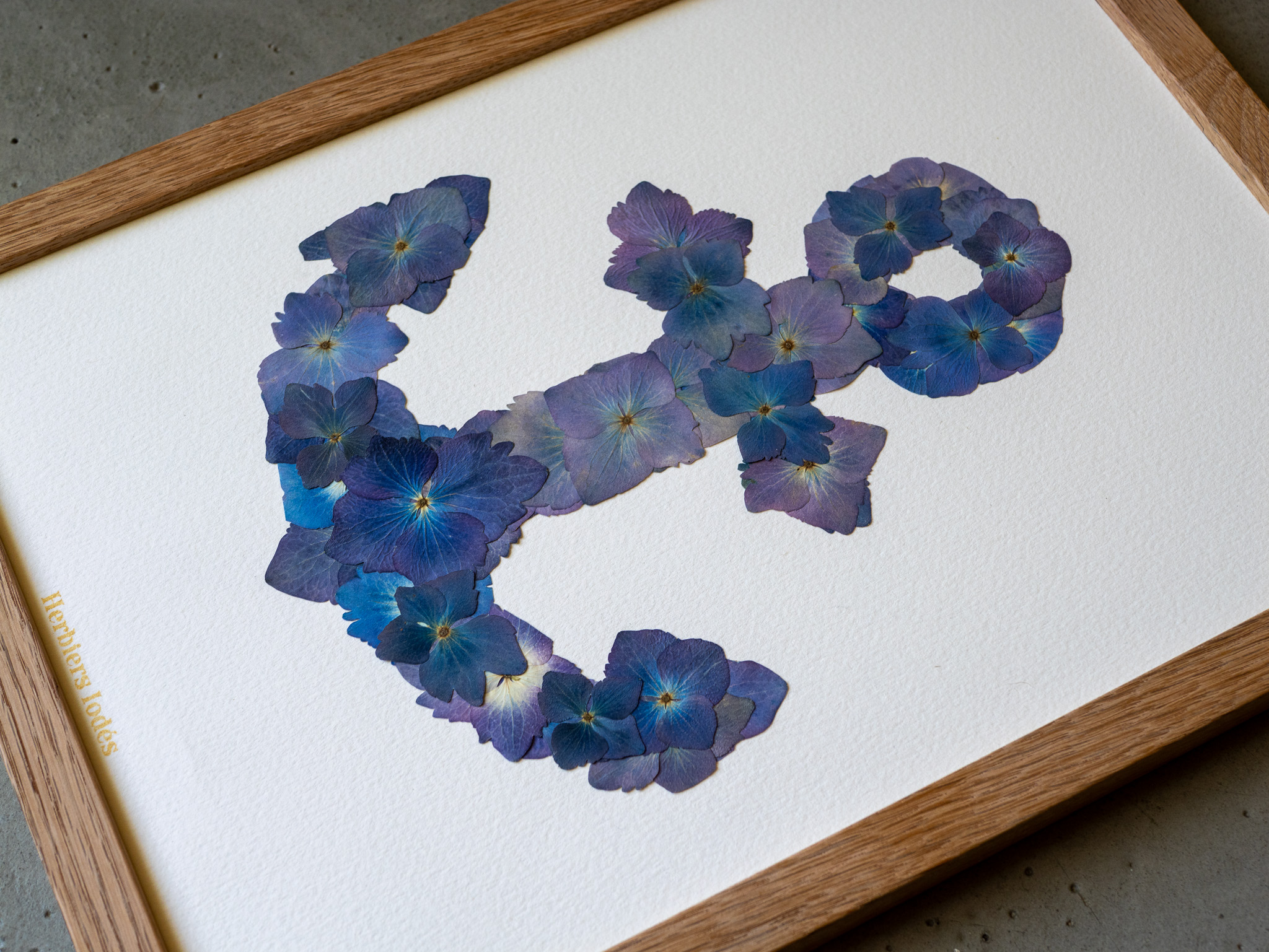 "Ancre Marine" Herbier d'hortensias - Format A4