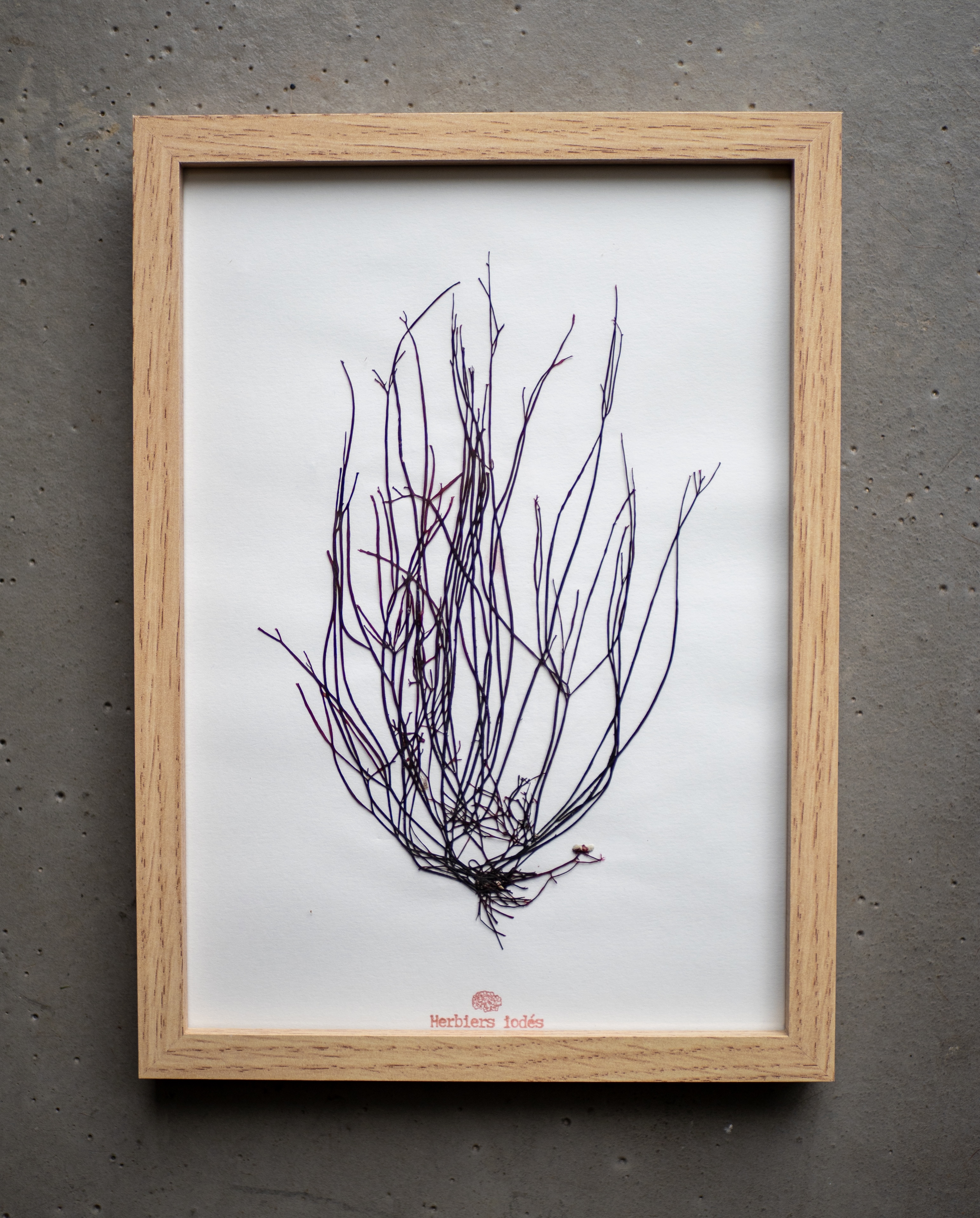 Alguier "Fils d'Océan" 🌊 - Format A4