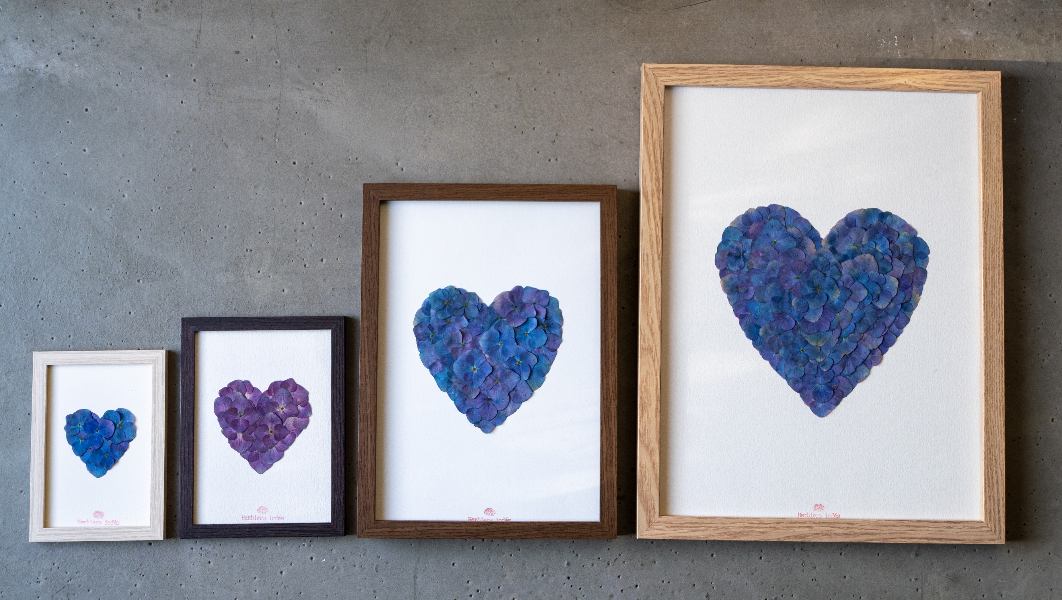 "Coeur bleu dégradé " Herbier d'hortensias  23 x 31,5 cm