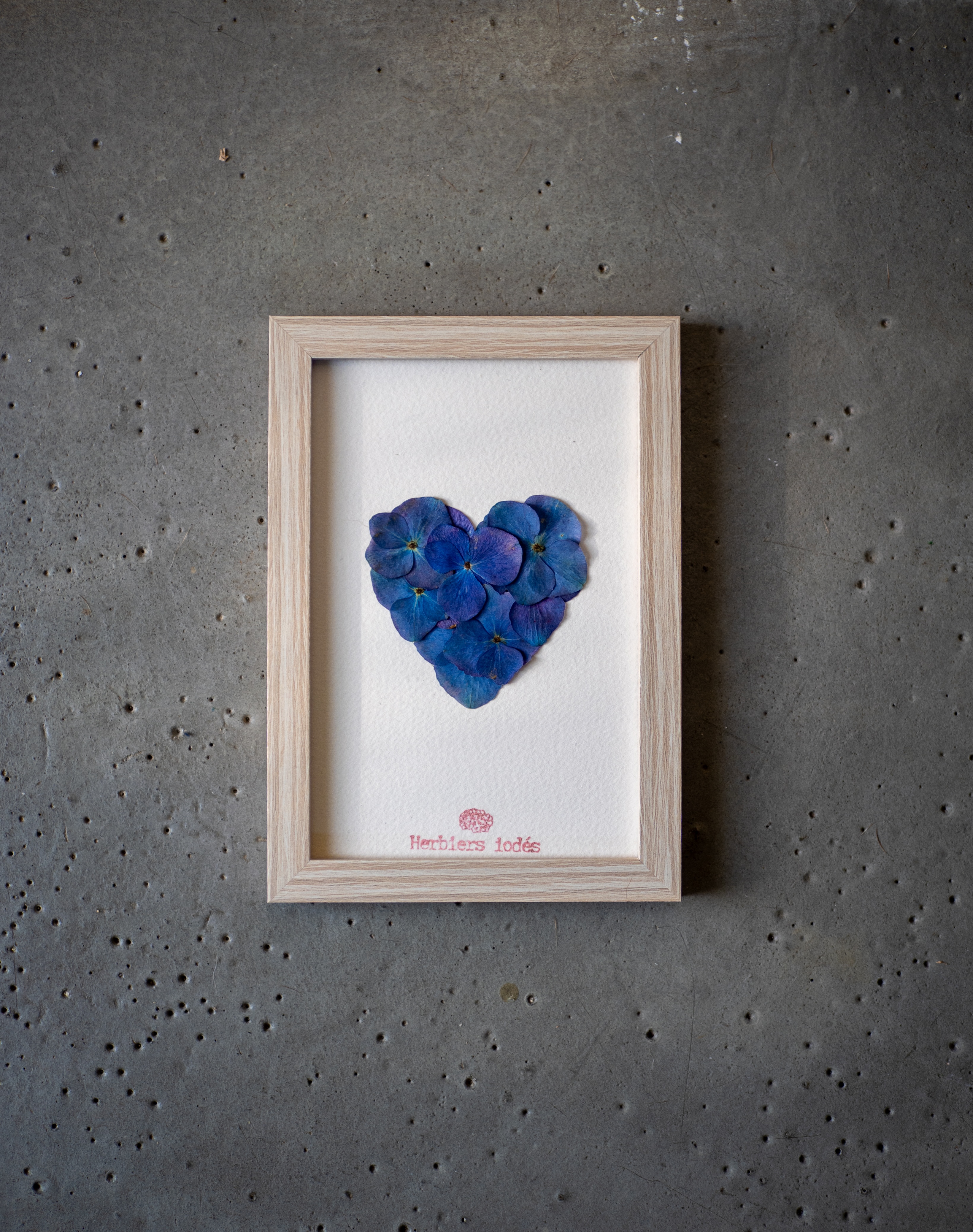 "Coeur Bleu Miniature" - Herbier Hortensias 10 x 15 cm