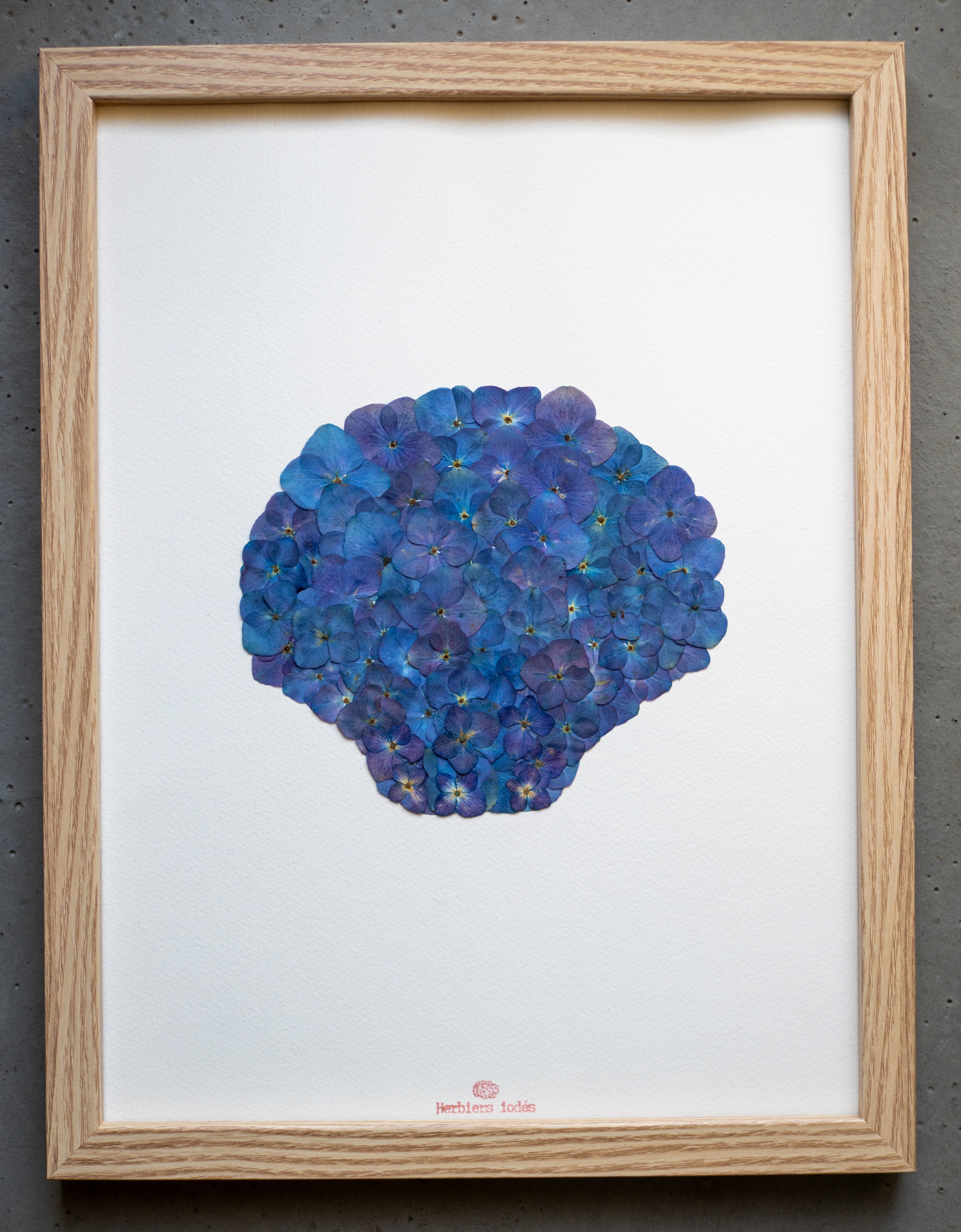 "Coquille Iodé" Herbier d'hortensias - 30 x 40 cm