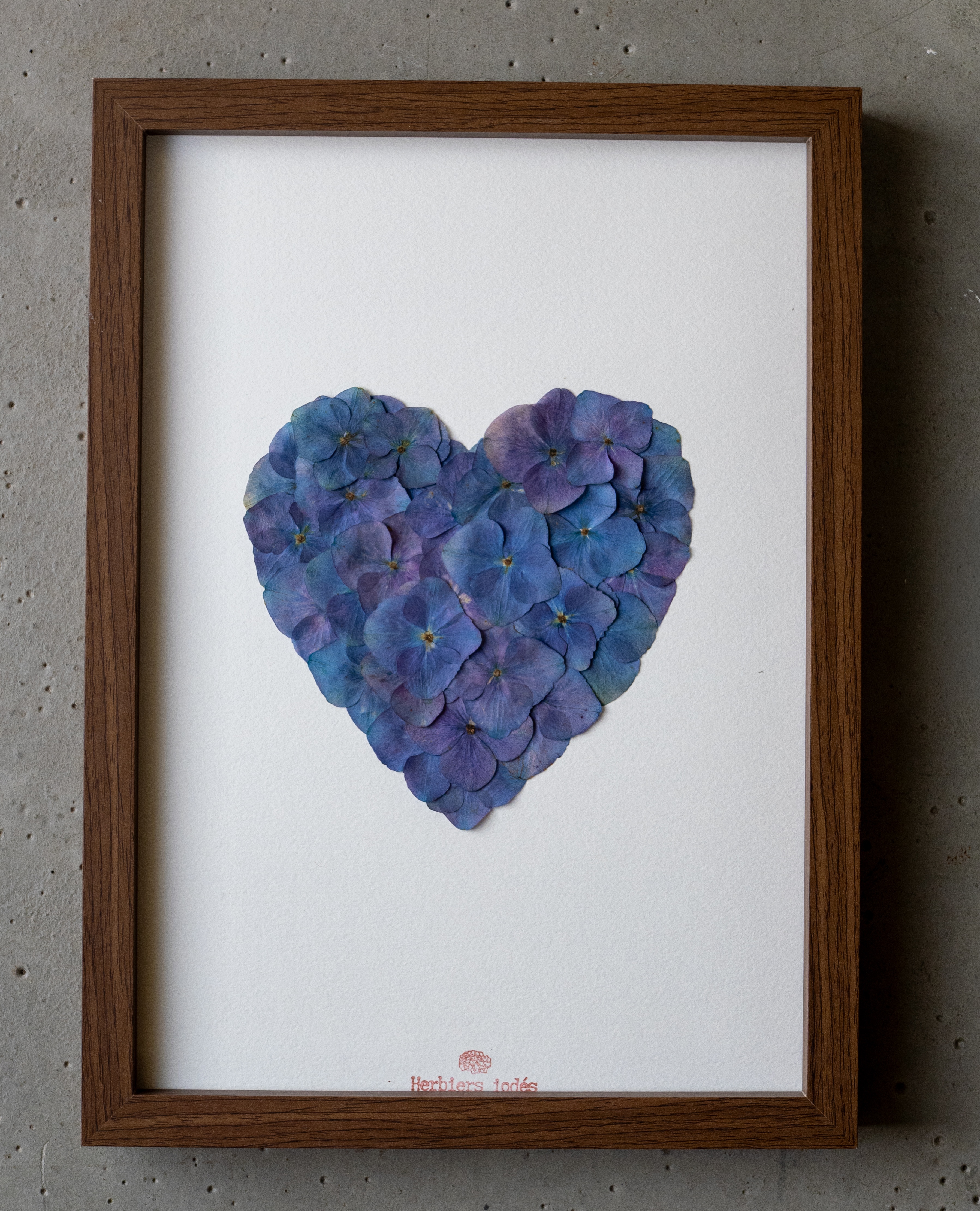 "Coeur bleu dégradé " Herbier d'hortensias  23 x 31,5 cm