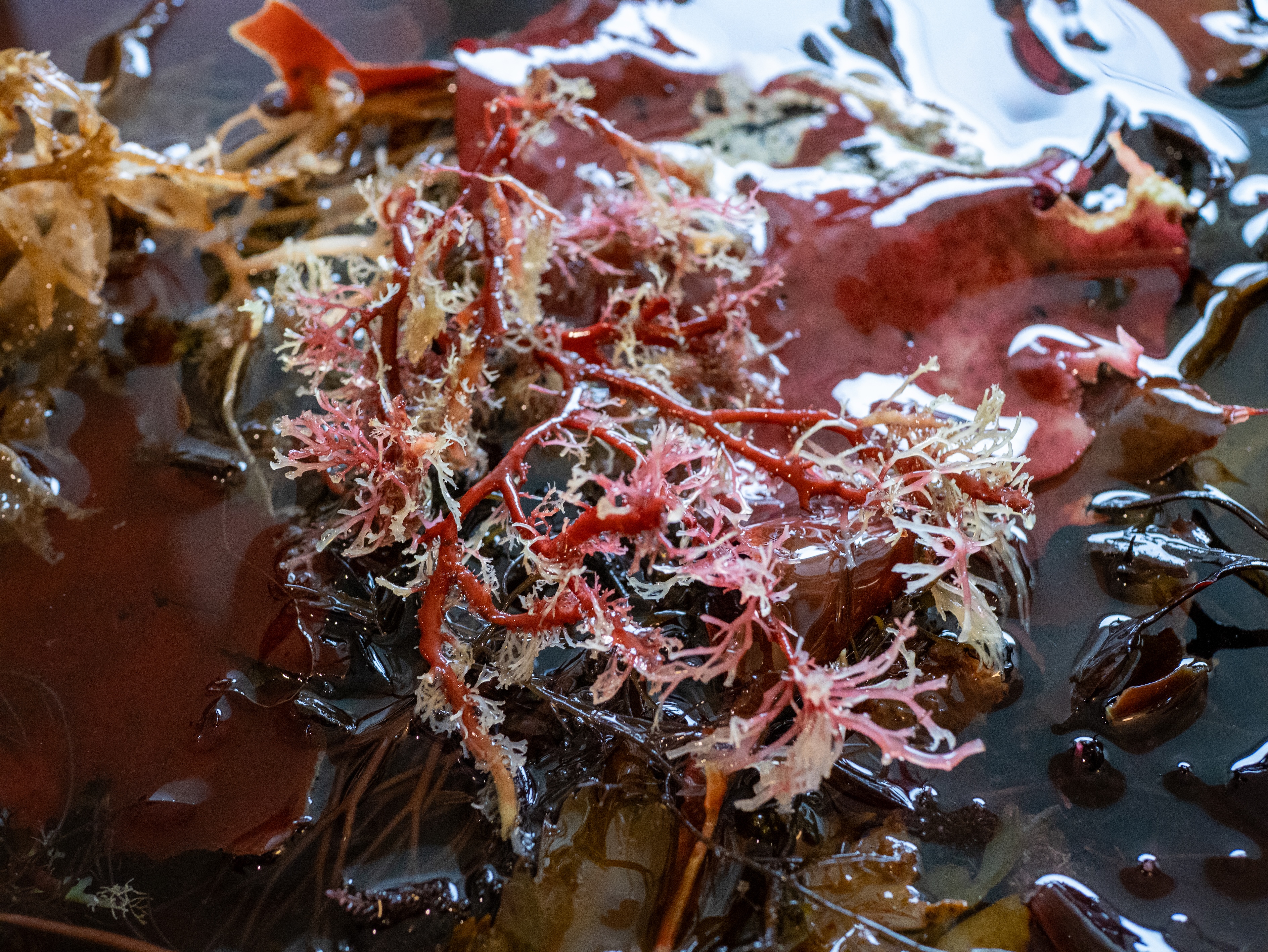 Alguier Jardin Pourpre 💜 - Format 20 x 25 cm