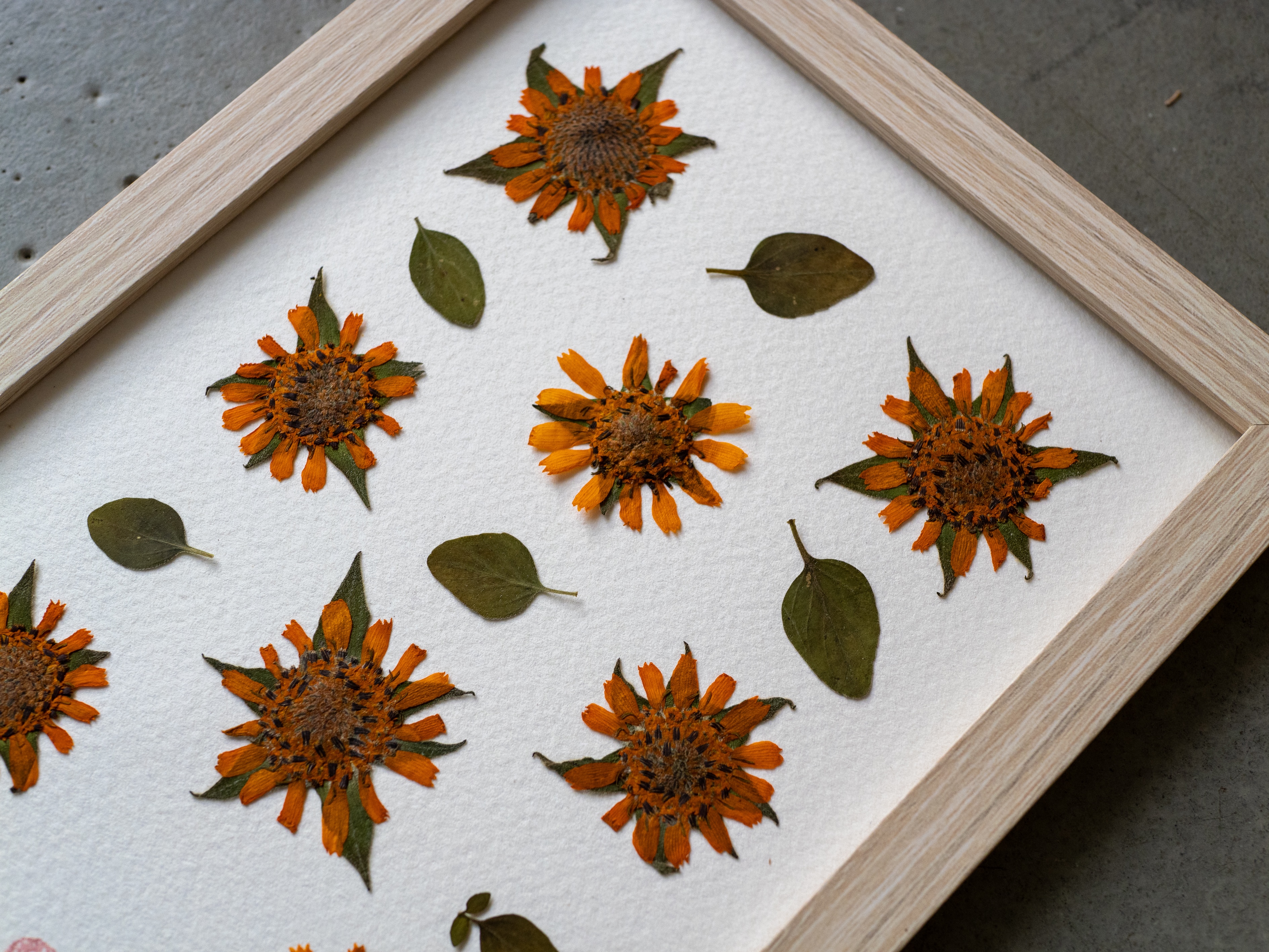 Herbier "Yacon Doré" -  13 x 18 cm