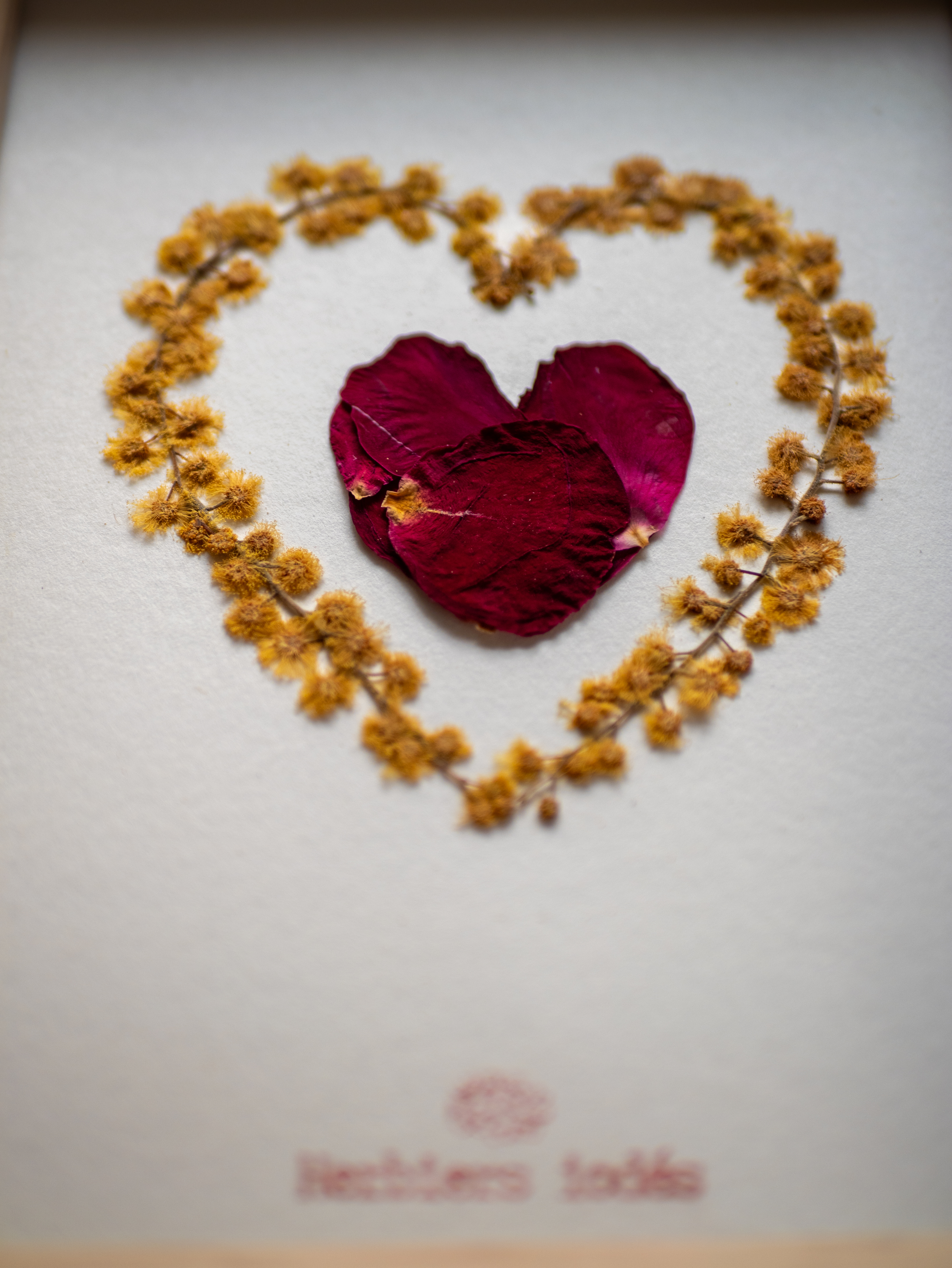 Herbier "Passion & lumière"  Rose & Mimosa 