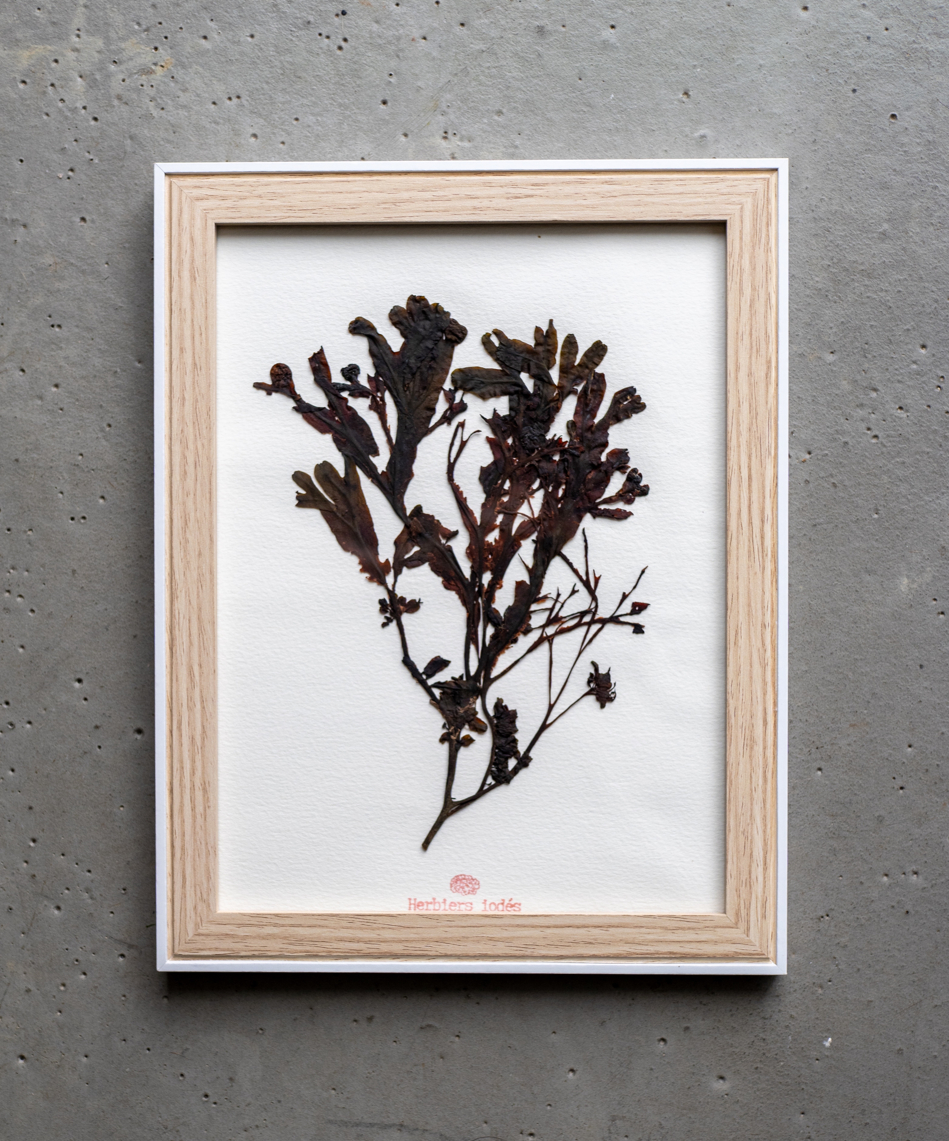 Alguier "Bouquet Marin" 🌊 - Format 18 X 24 cm