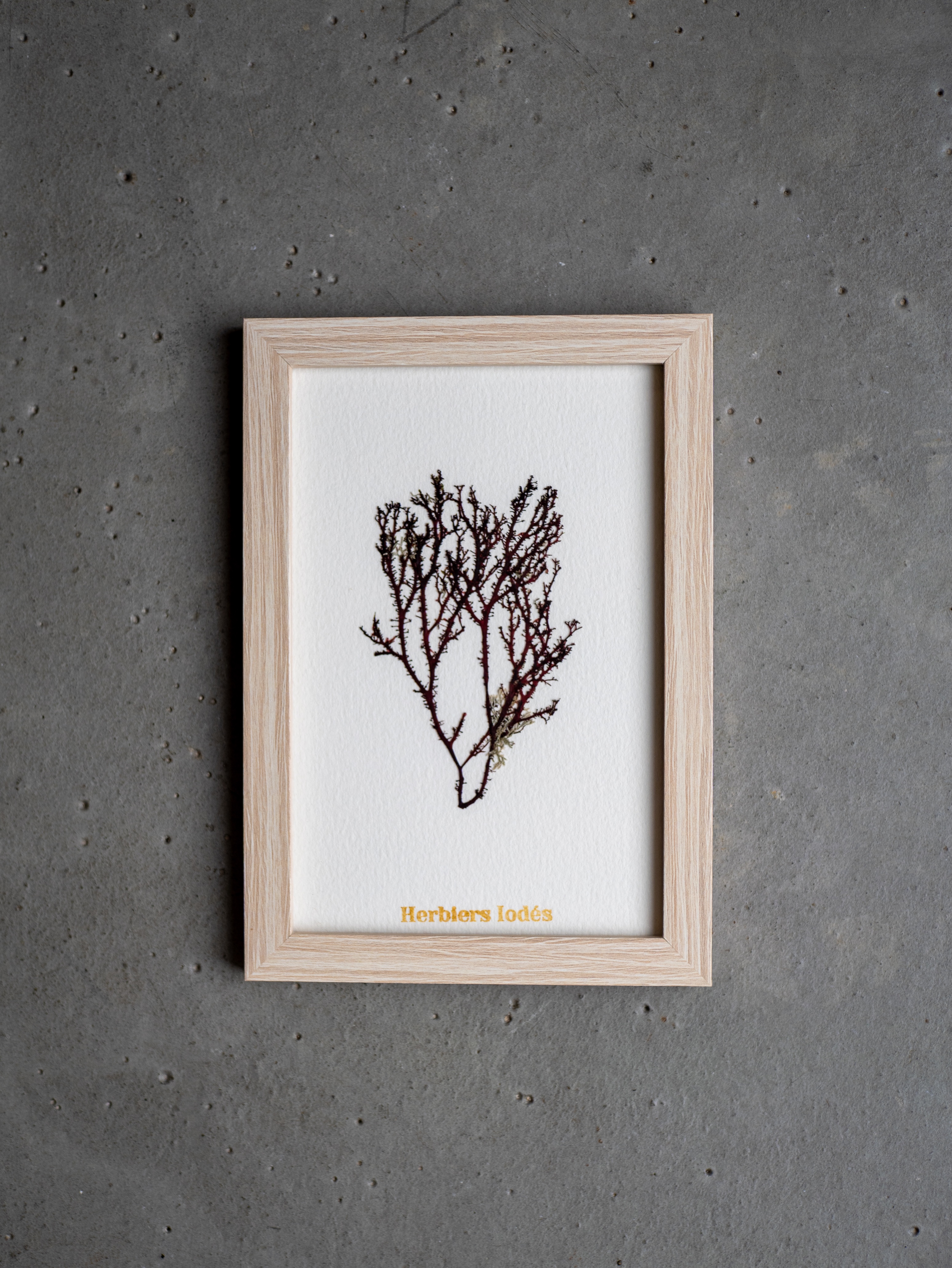 Alguier Arbre de Corail 🌳 - Format 10 x 15 cm