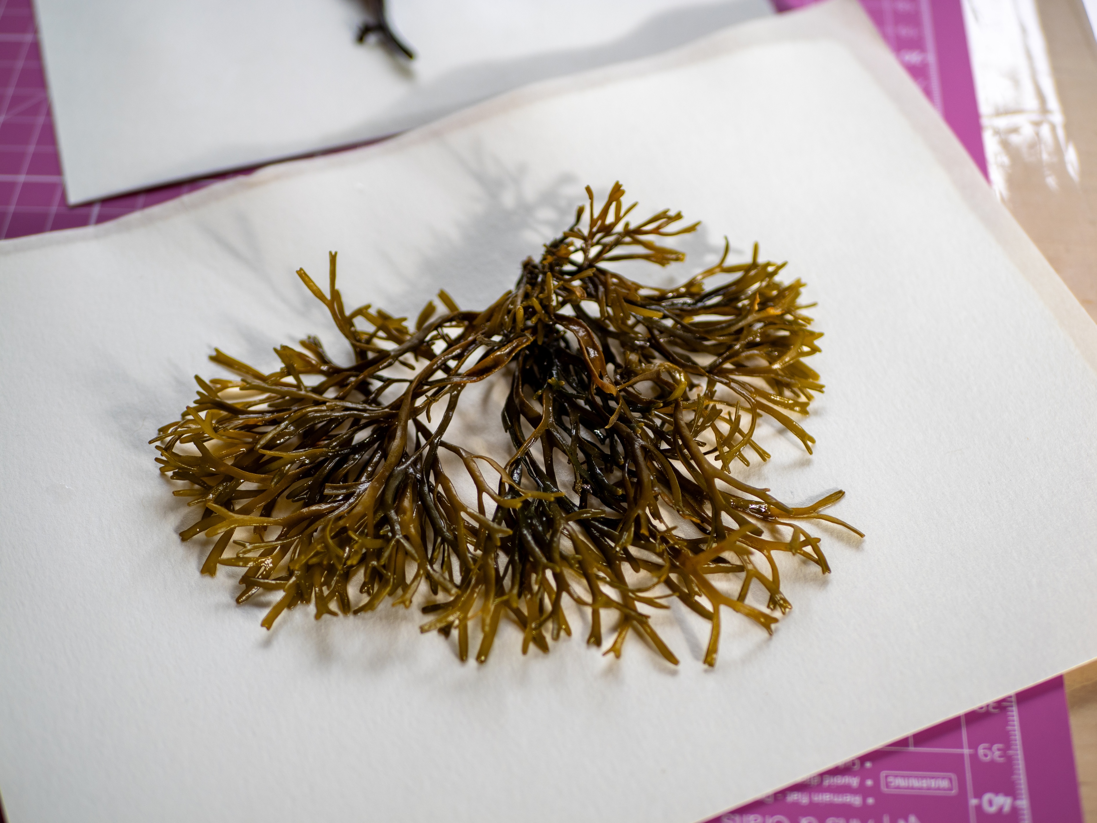 Alguier "Arbre de Mer" 🌊 - Format 13 X 18 cm