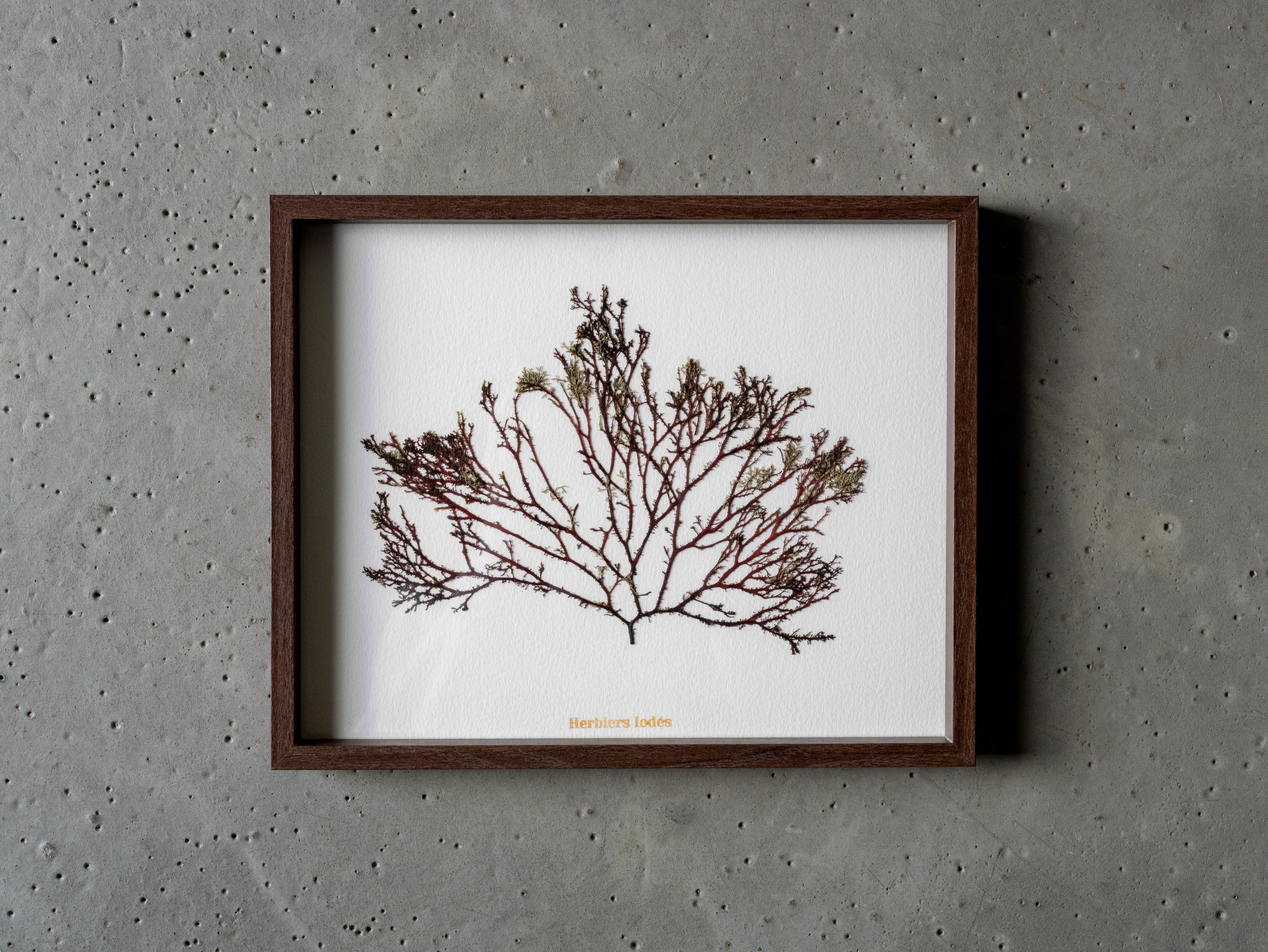 Alguier Jardin Pourpre 💜 - Format 20 x 25 cm