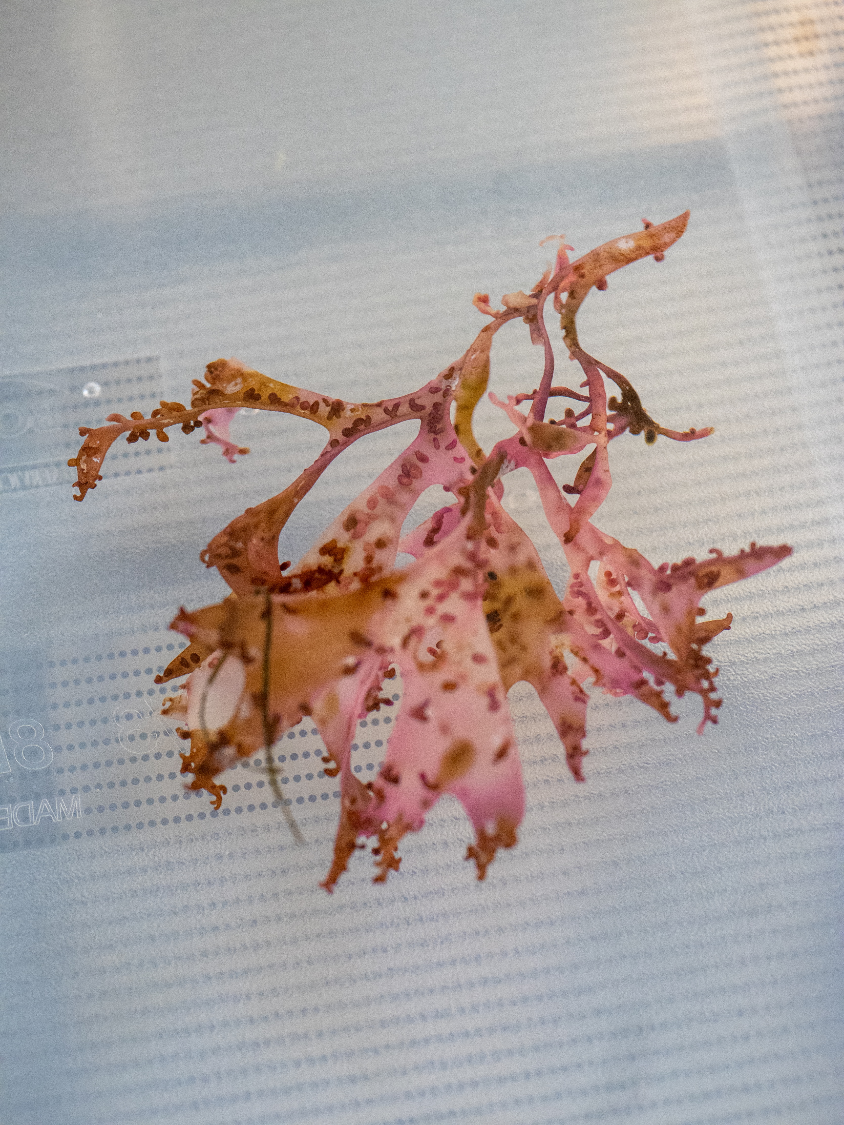 Alguier Arlequin des Mers 🎭 - Format 13 x 18 cm