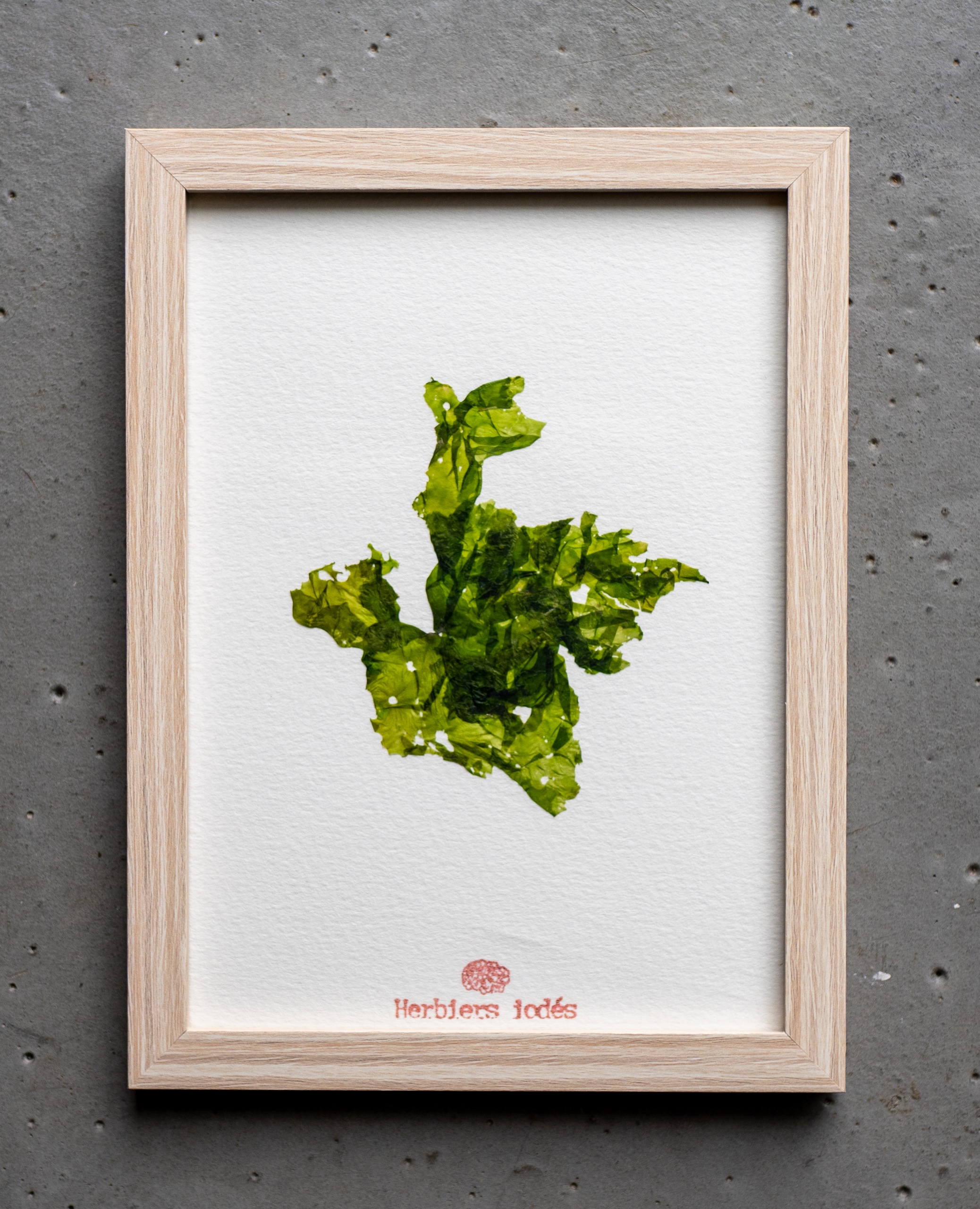 Alguier "Laitue de Mer" 🌊 - Format 13 X 18 cm