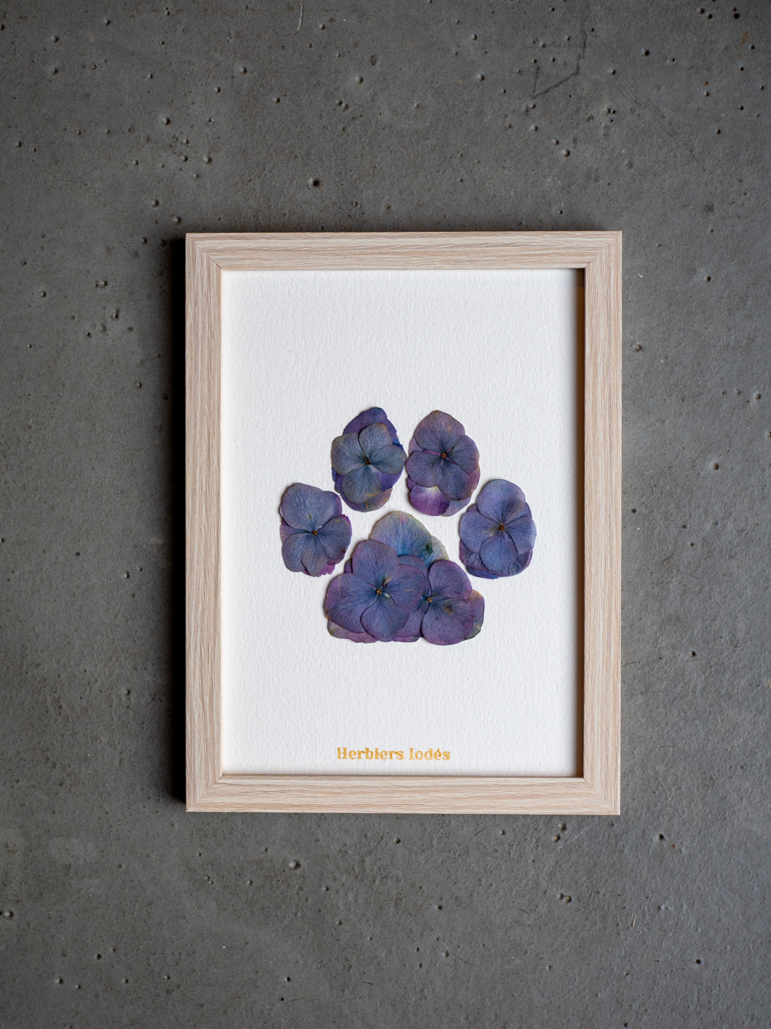 Herbier Patte de Chien "Crépuscule" -  13 x 18 cm