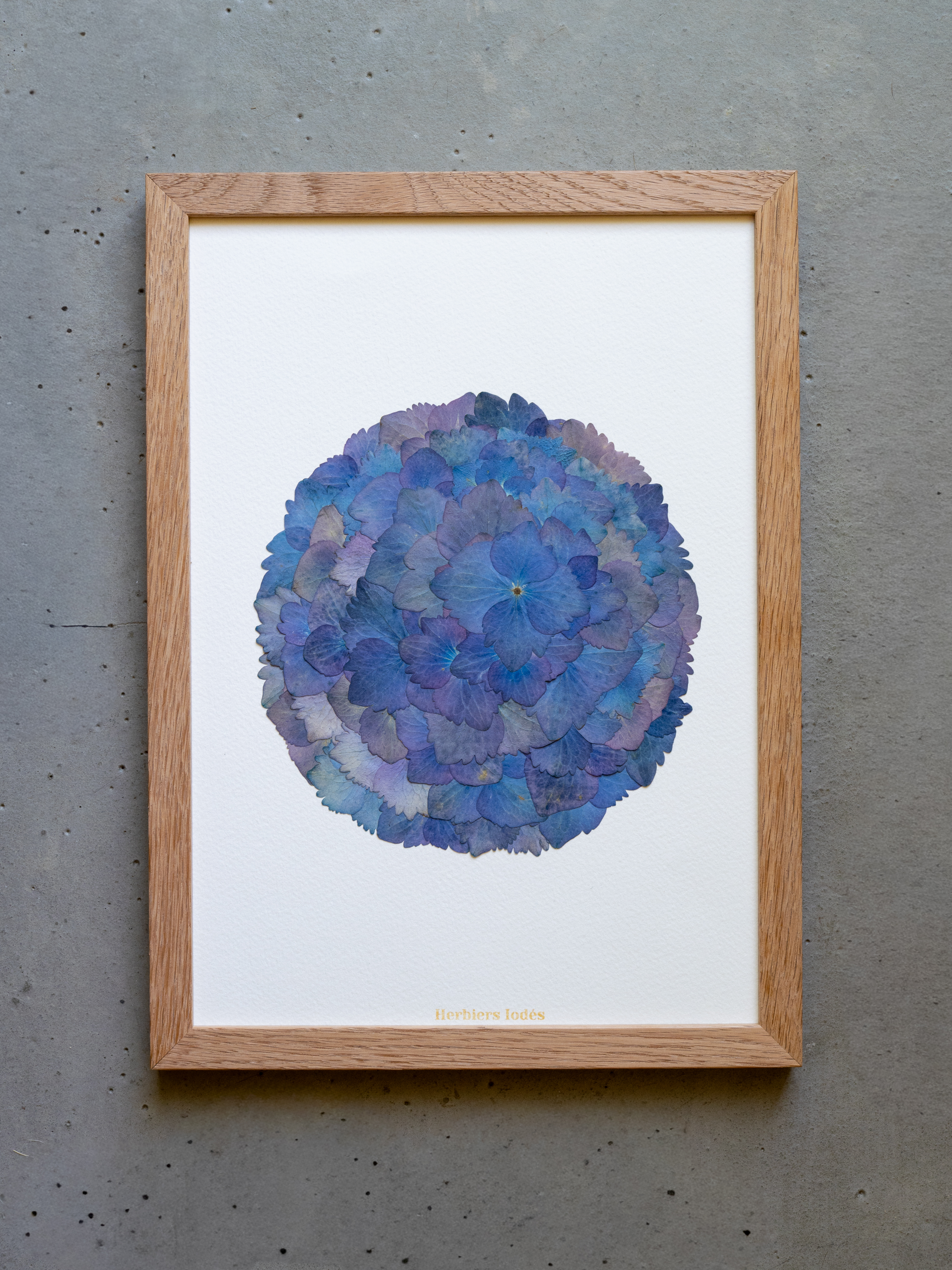 "Mandala Iodé" Herbier d'hortensias - Format A4