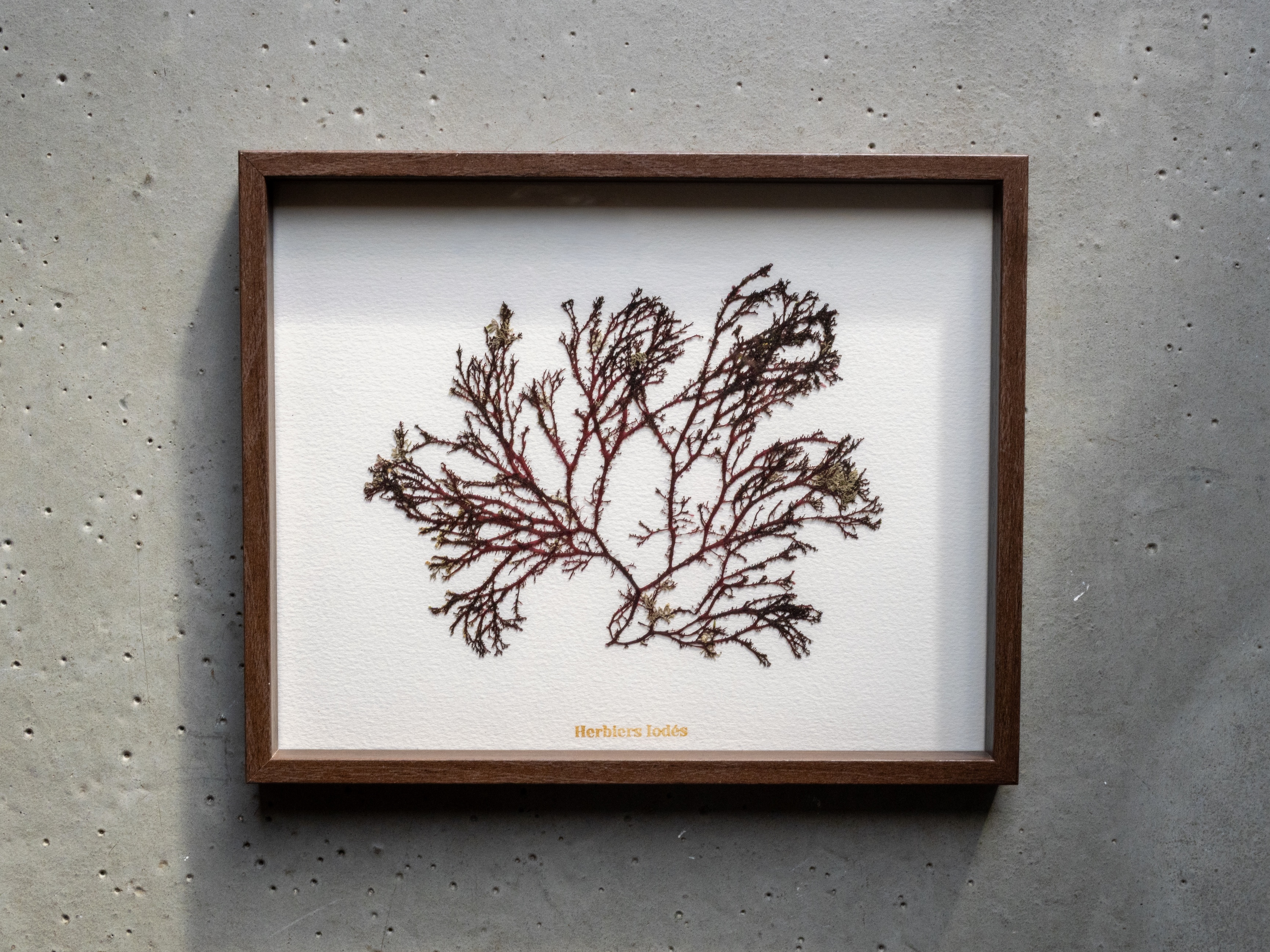 Alguier Couronne Pourpre 👑 - Format 20 x 25 cm