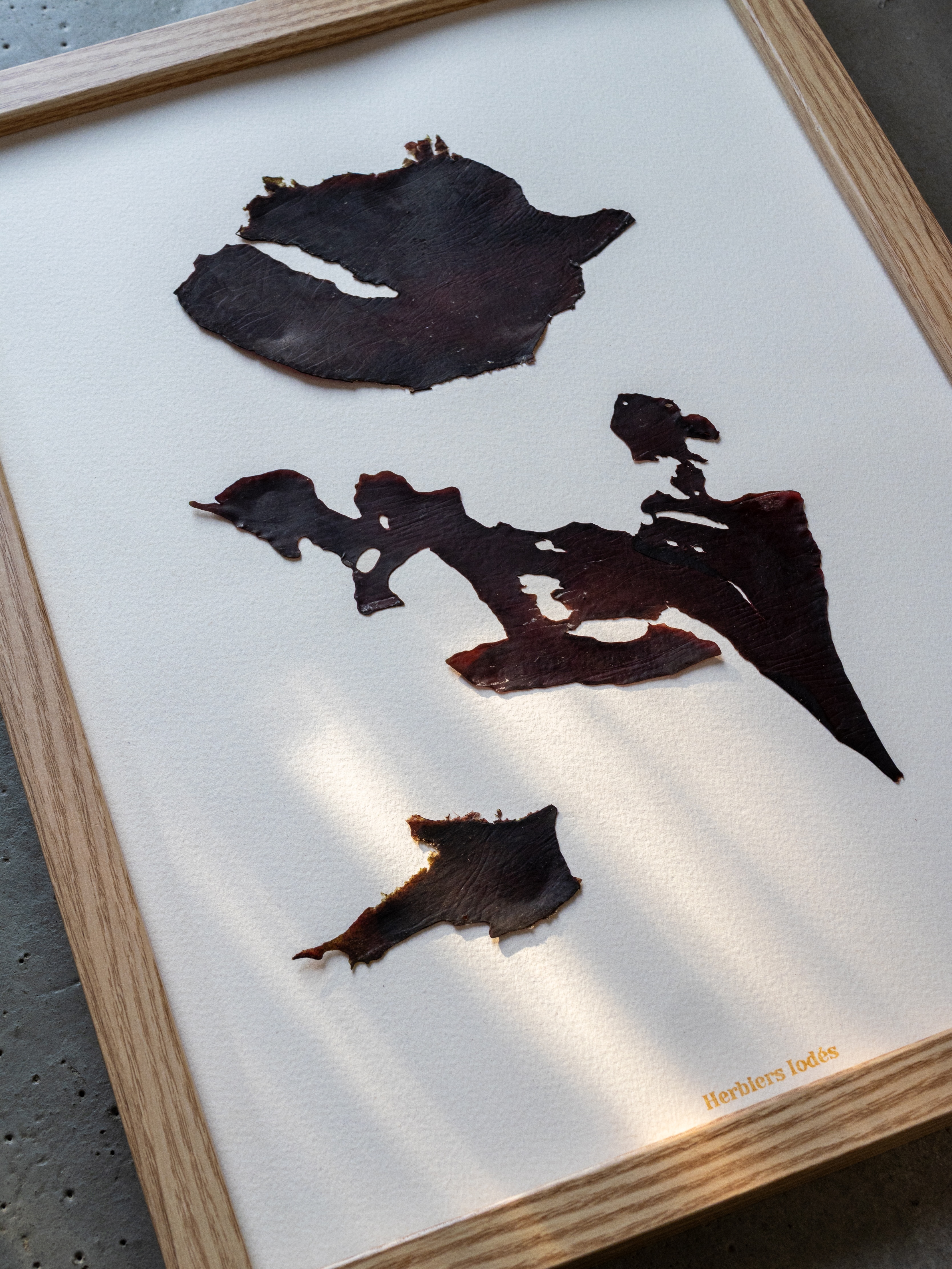 Alguier Cartographie des Profondeurs 🗺️  Format 30 x 40 cm