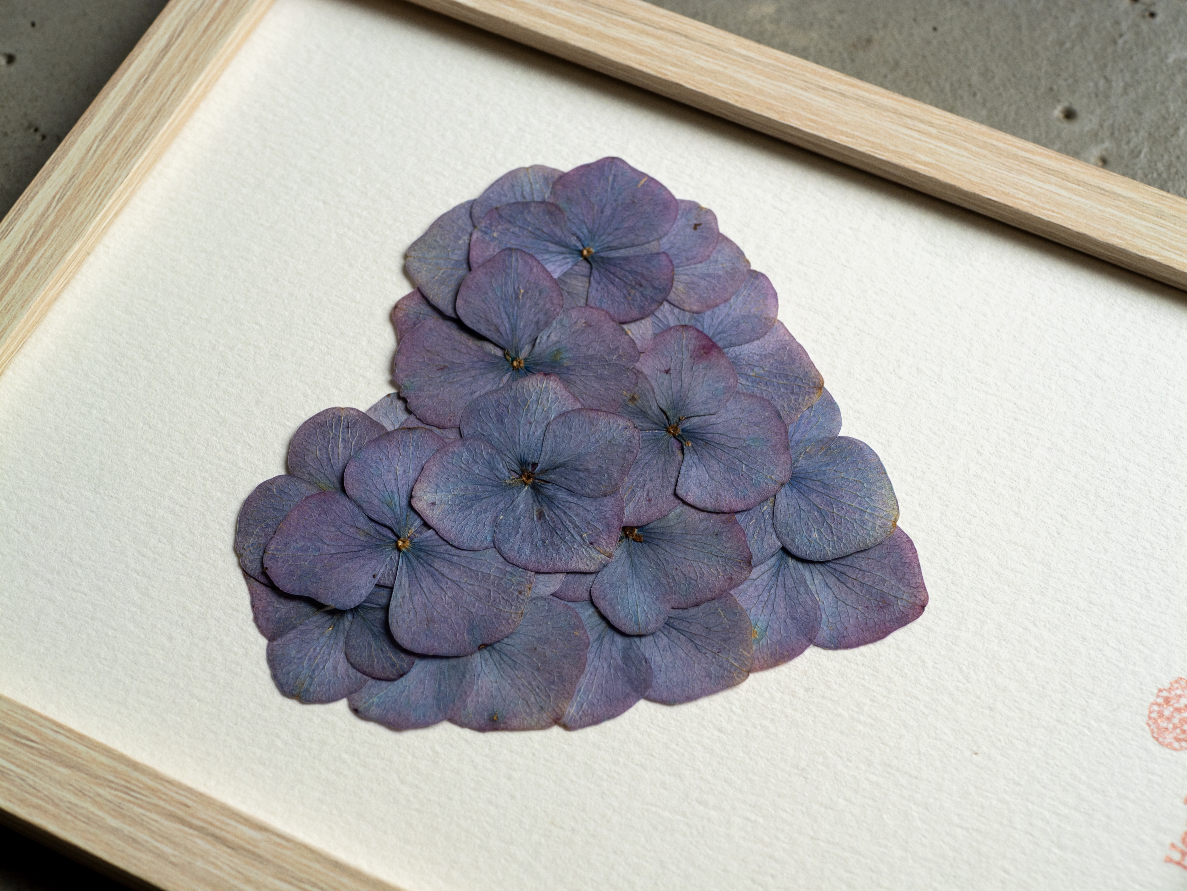 Herbier "Coeur Crépuscule"  hortensias - 13 x 18 cm