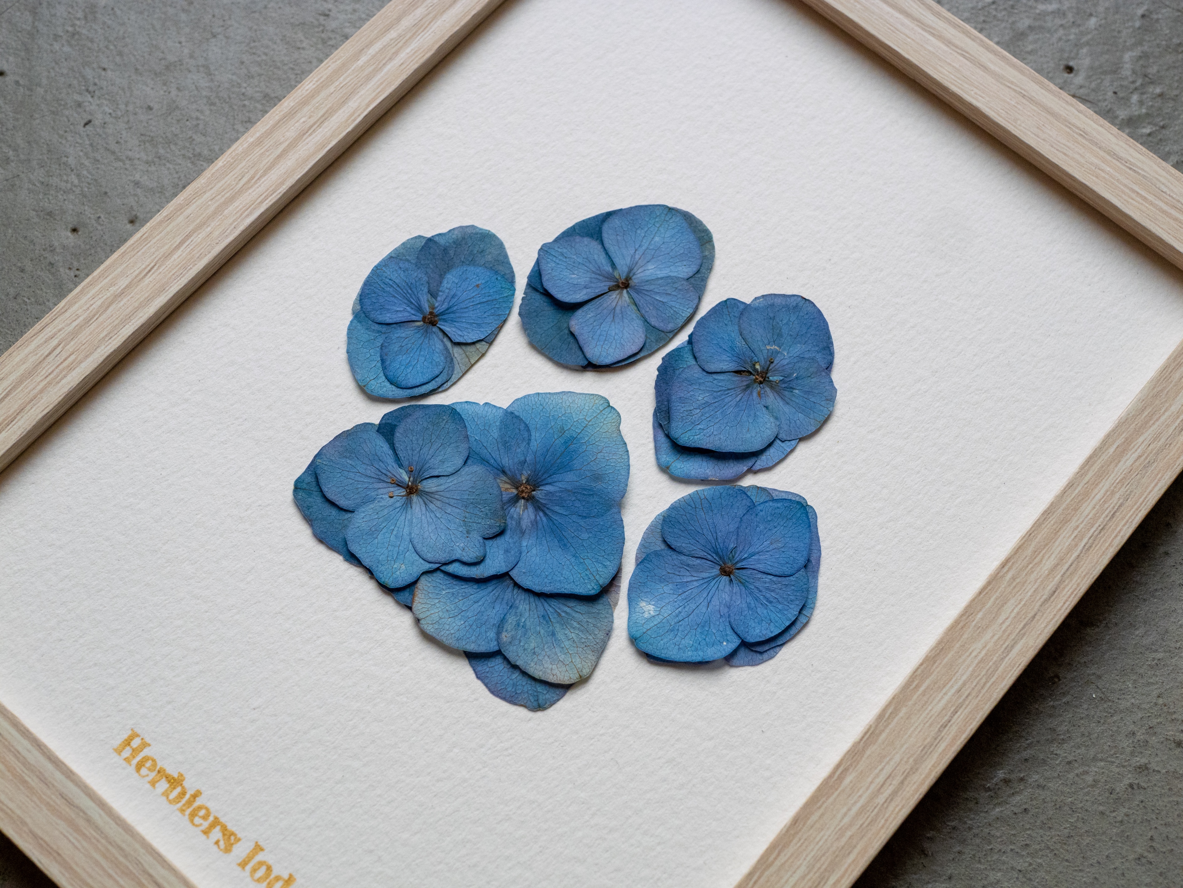 Herbier "Patte Bleue" -  13 x 18 cm