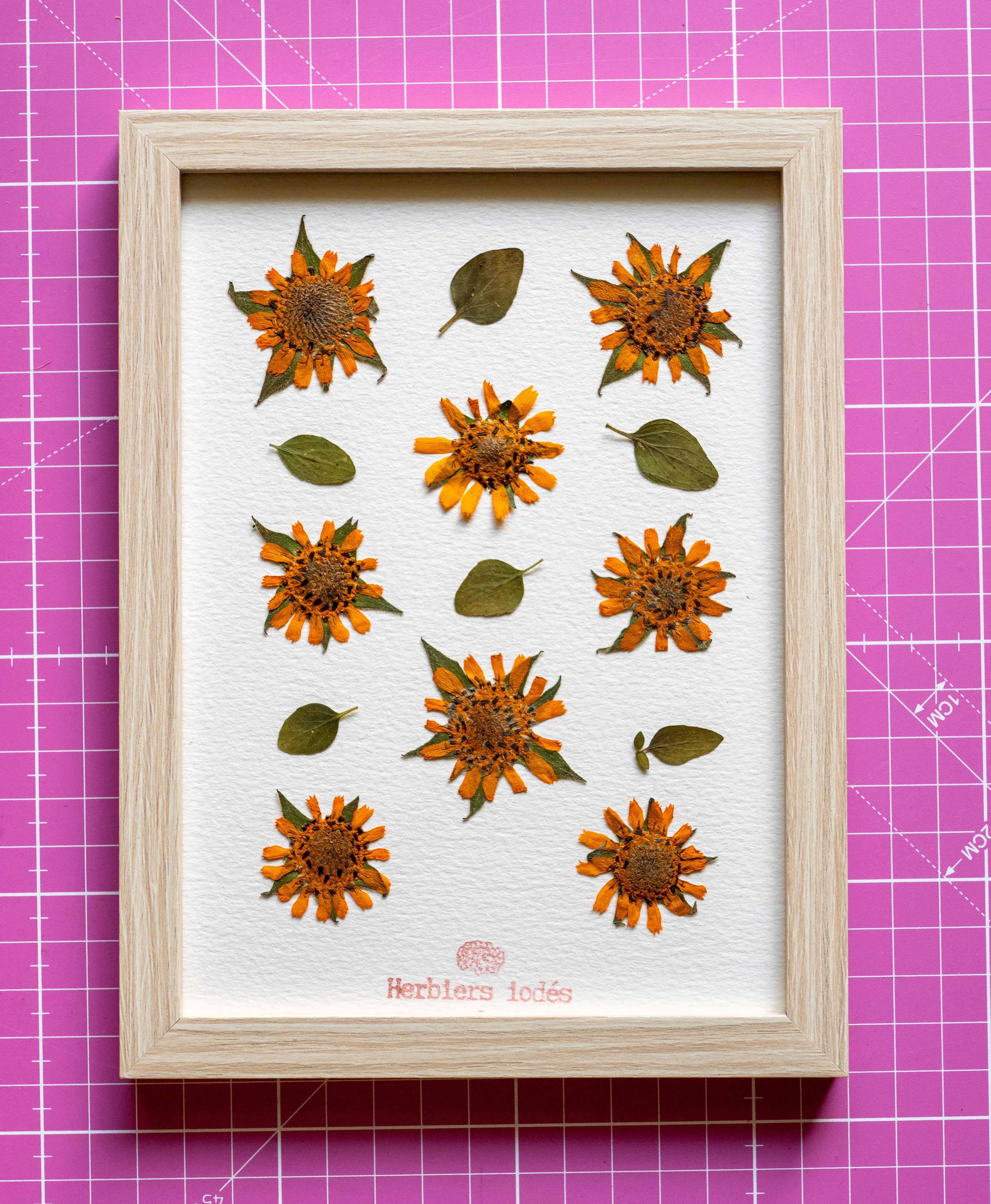 Herbier "Yacon Doré" -  13 x 18 cm