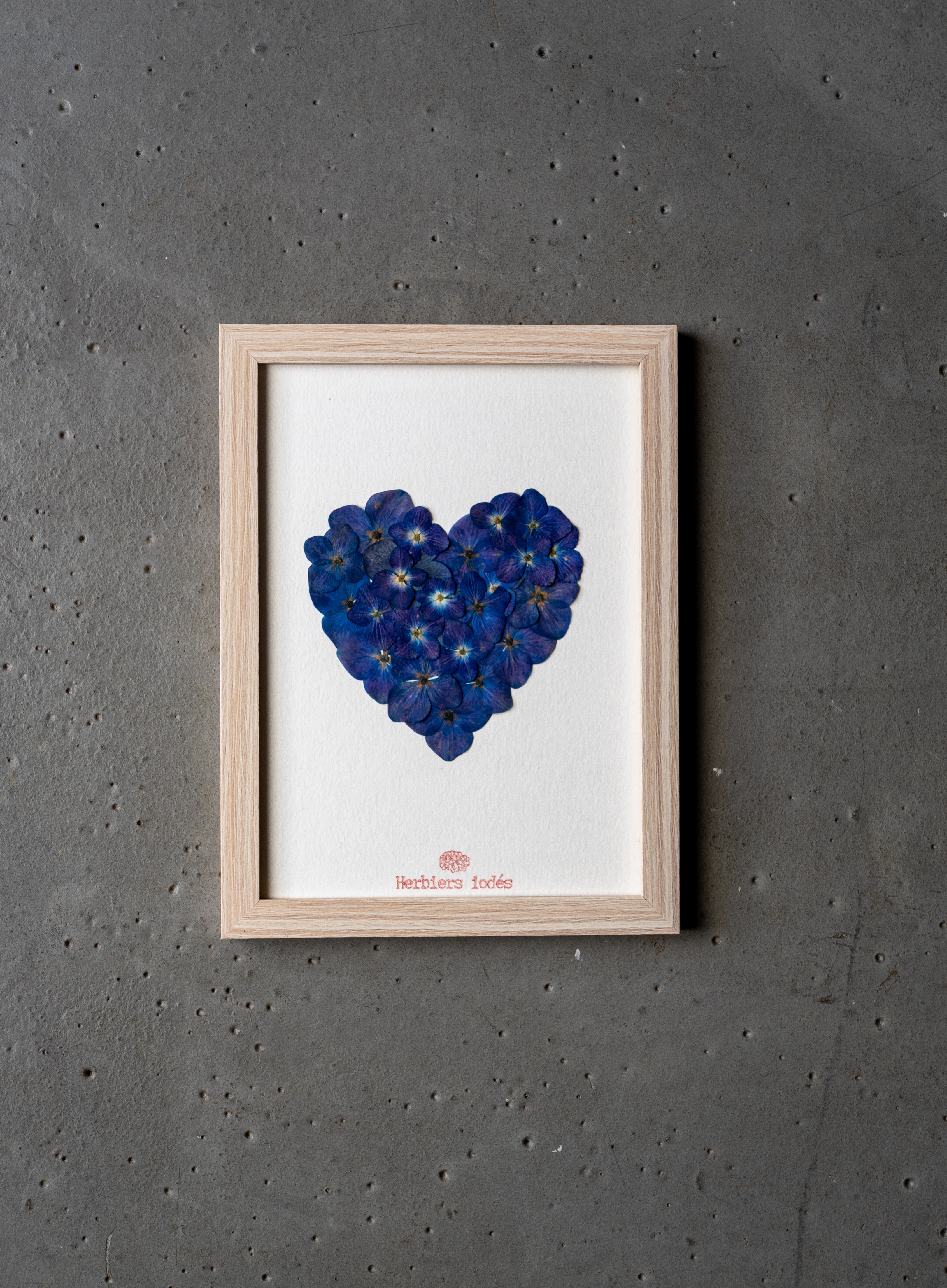 "Coeur Bleu de Paimpol 💙" - Herbier Hortensias 13 x 18 cm