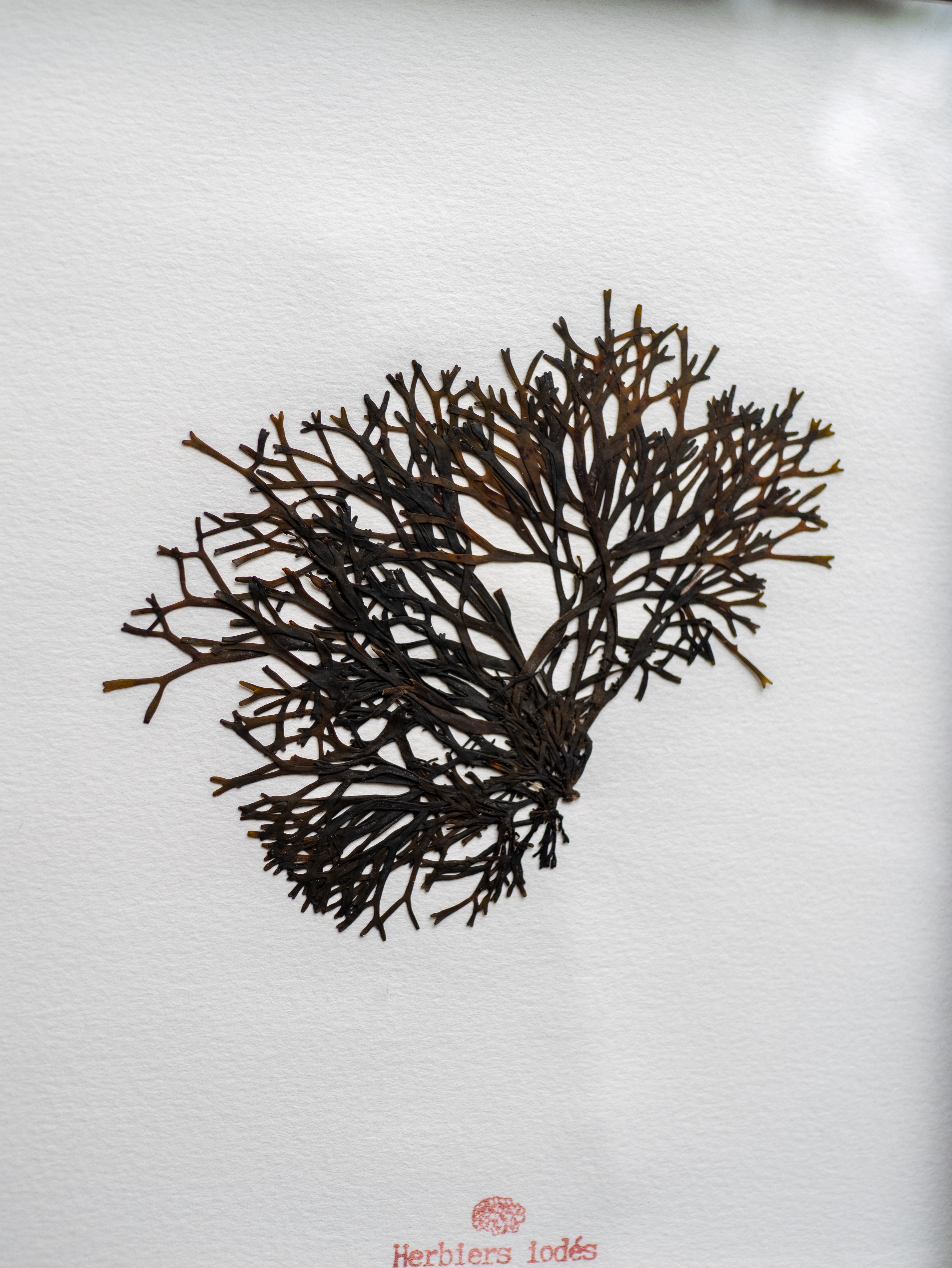 Alguier "Arbre de Mer" 🌊 - Format 20 X 25,5 cm