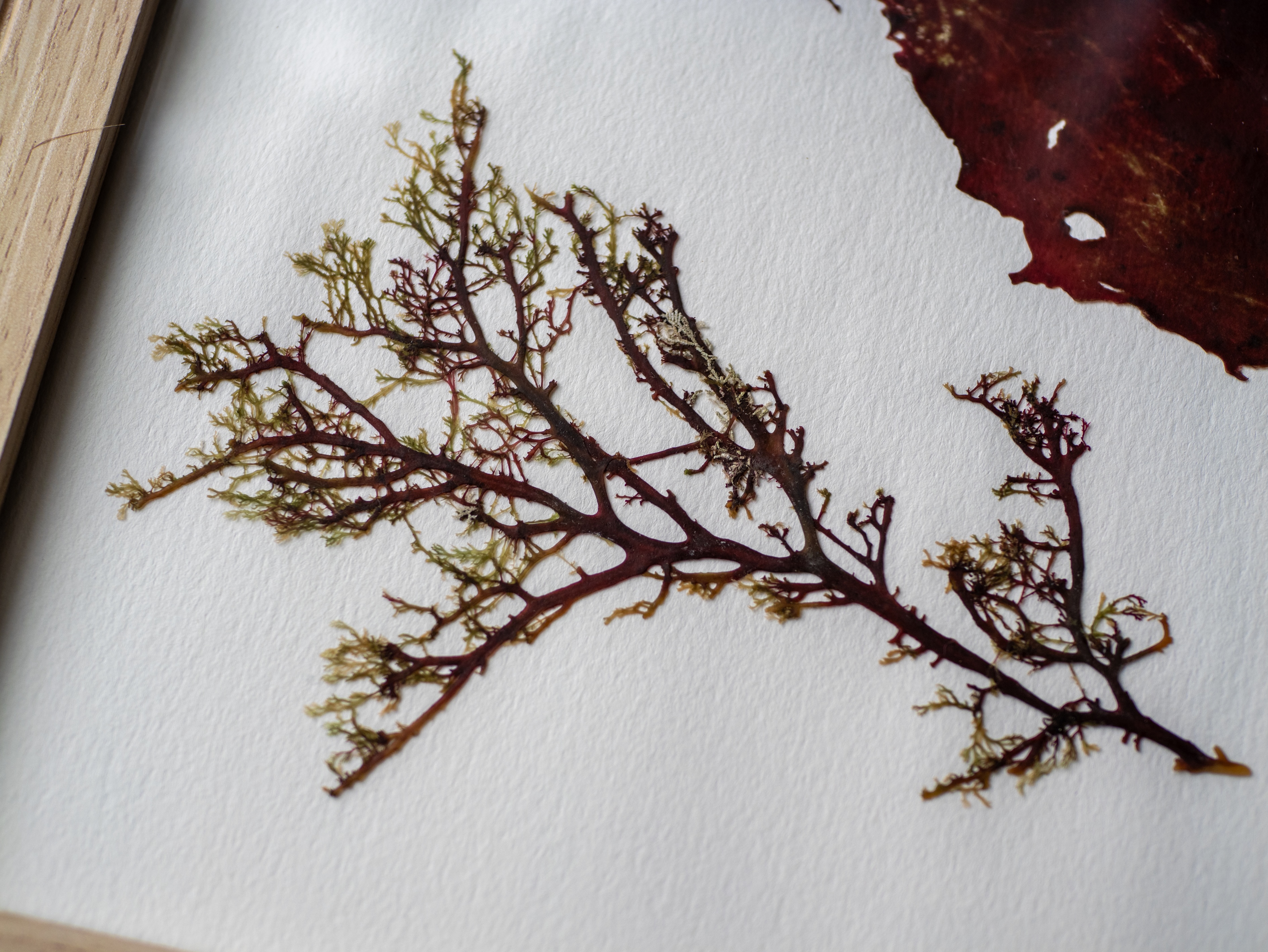 Alguier "Duo Marin" 🌊 - Format 21 X 27 cm