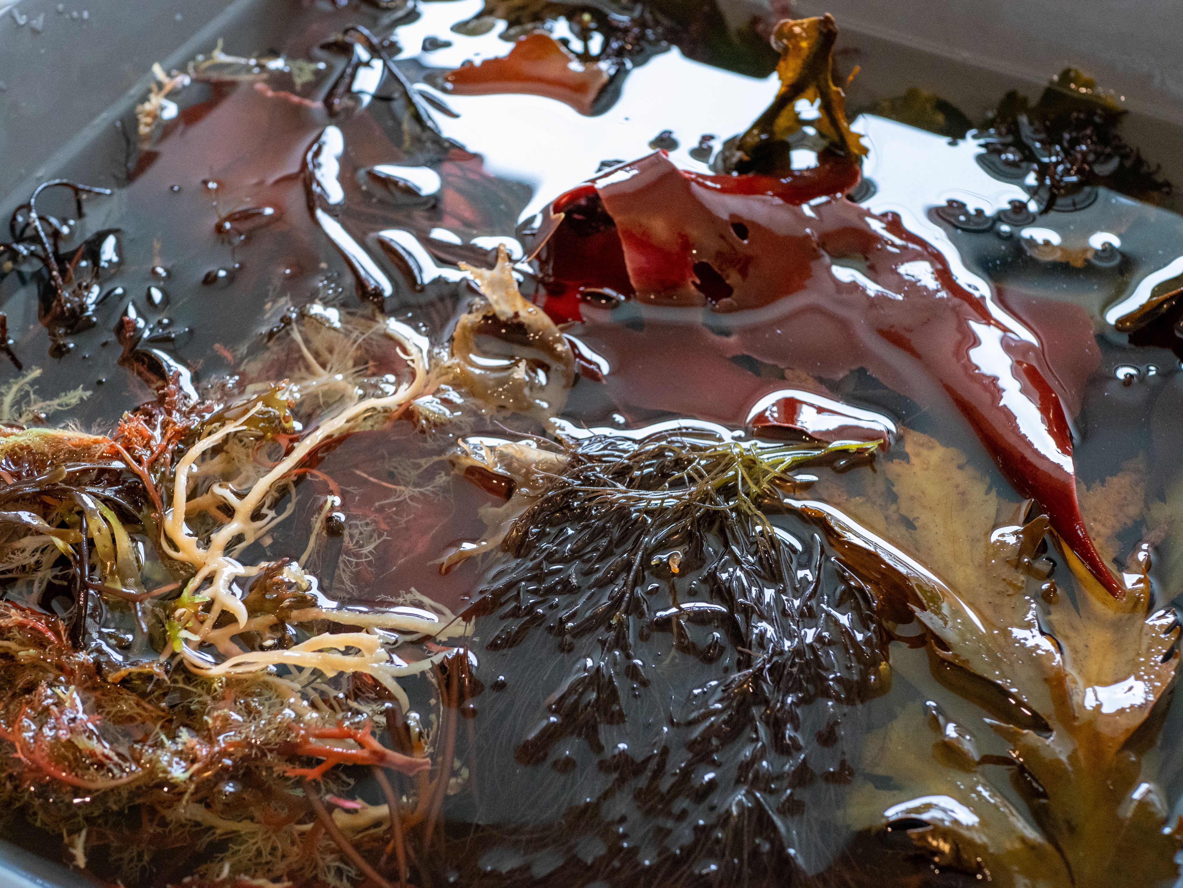 Alguier Encre Noire 🖤 - Format 13 x 18 cm