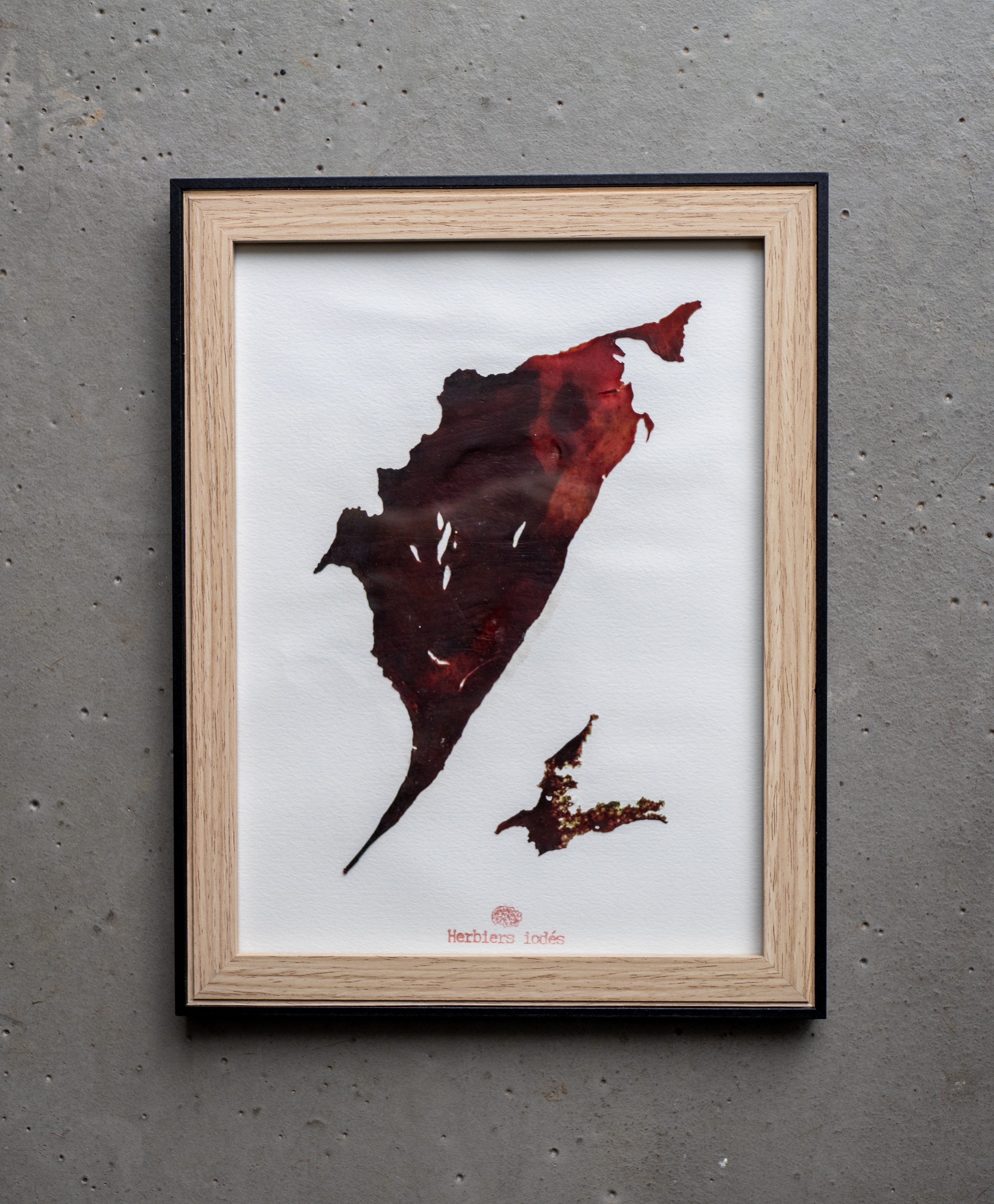 Alguier "Pourpre Marine" 🌊 - Format 18 X 24 cm