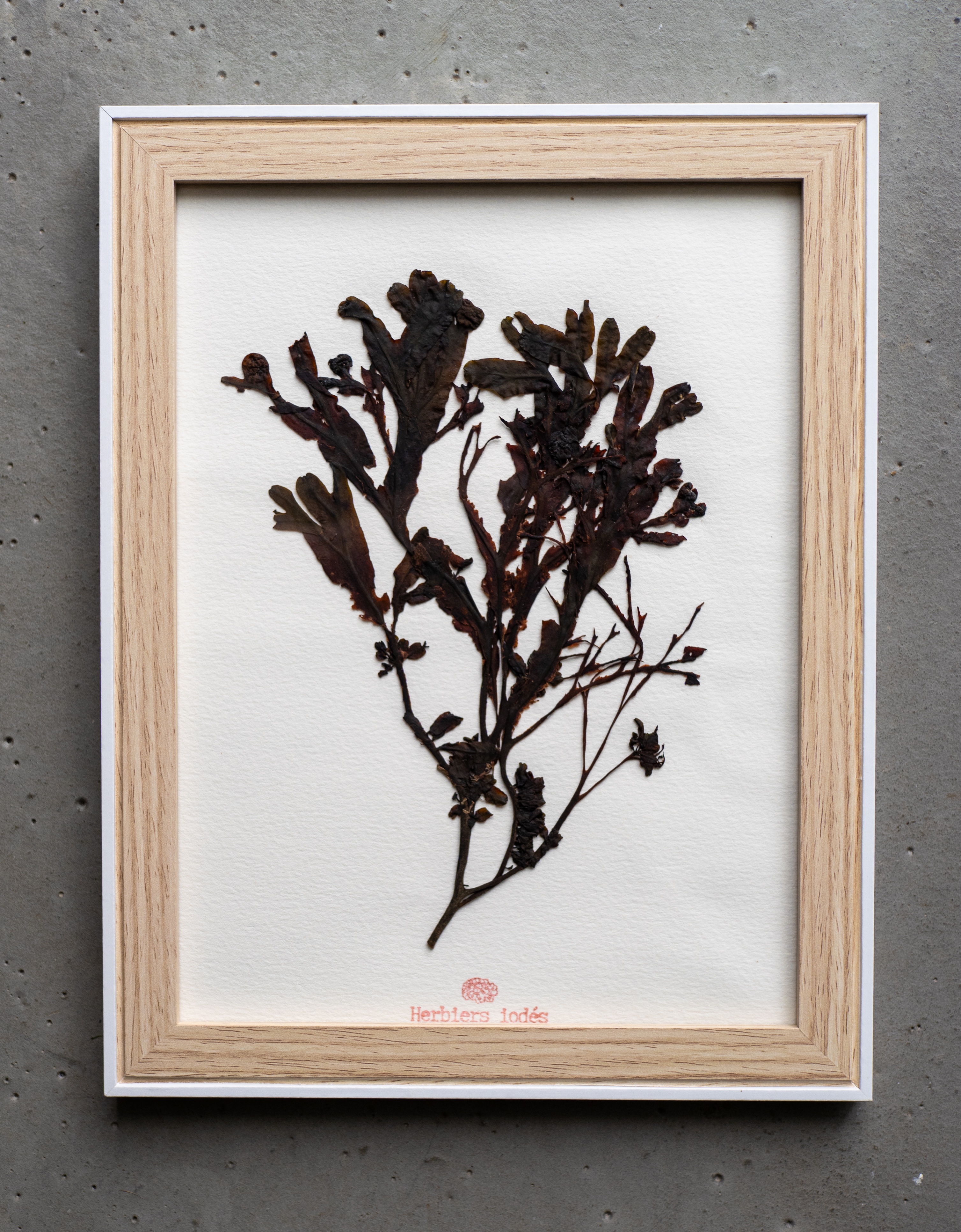 Alguier "Bouquet Marin" 🌊 - Format 18 X 24 cm