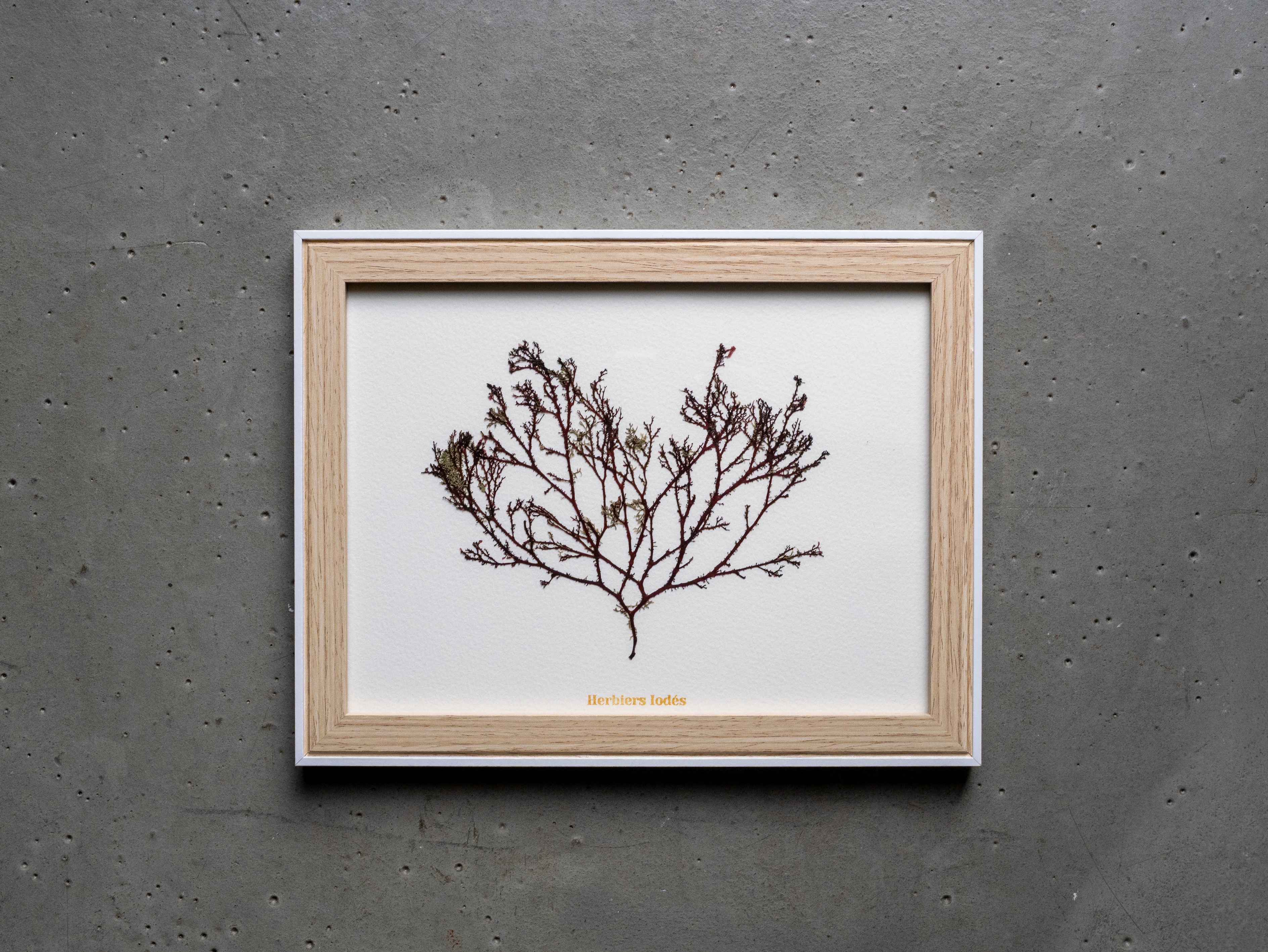 Alguier Arbre Pourpre 🌳 - Format 18 x 24 cm